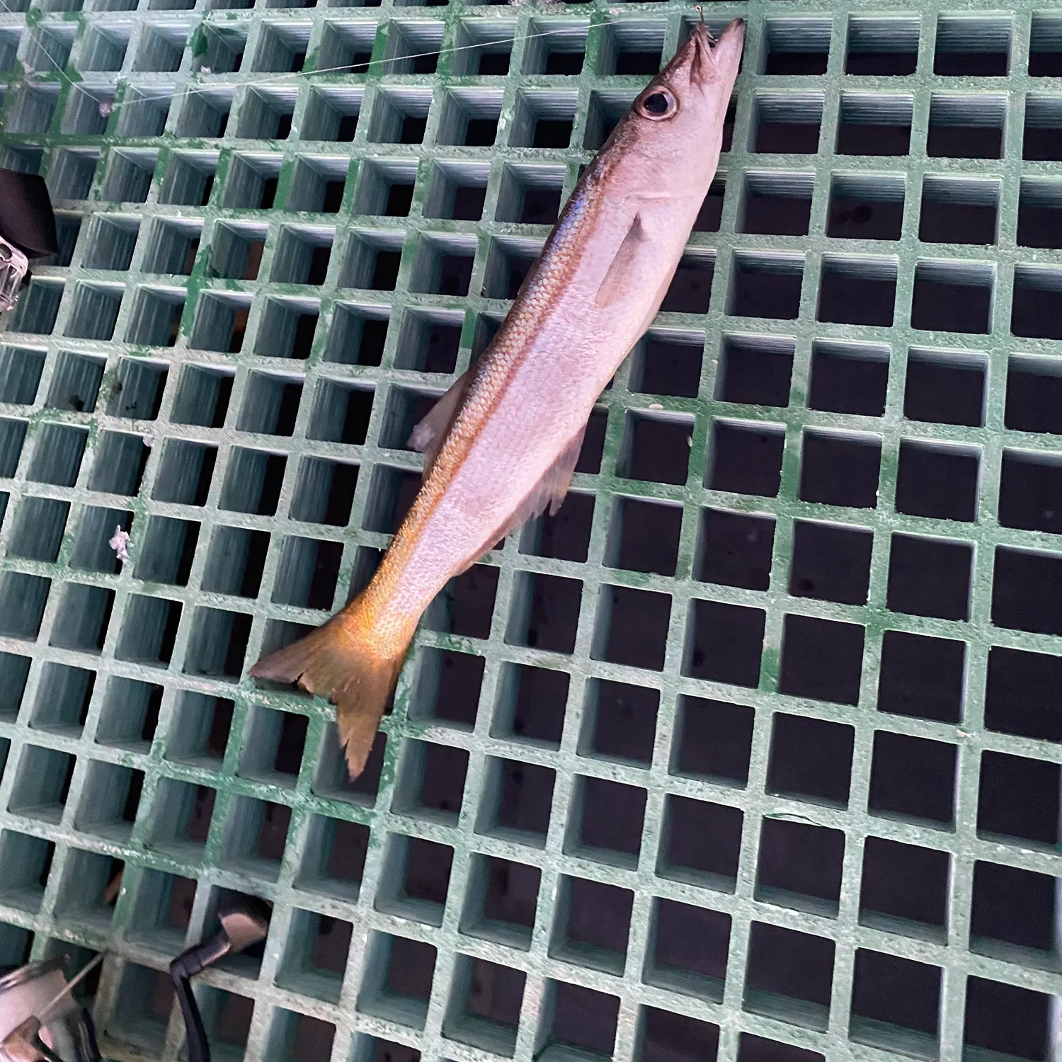 Australian barracuda caught on Fishbrain