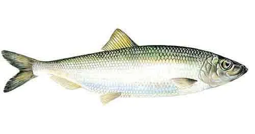 Baitfish