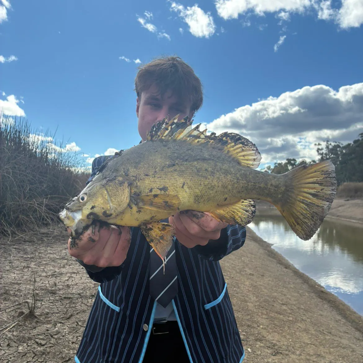 The most recent Golden perch catches on Fishbrain