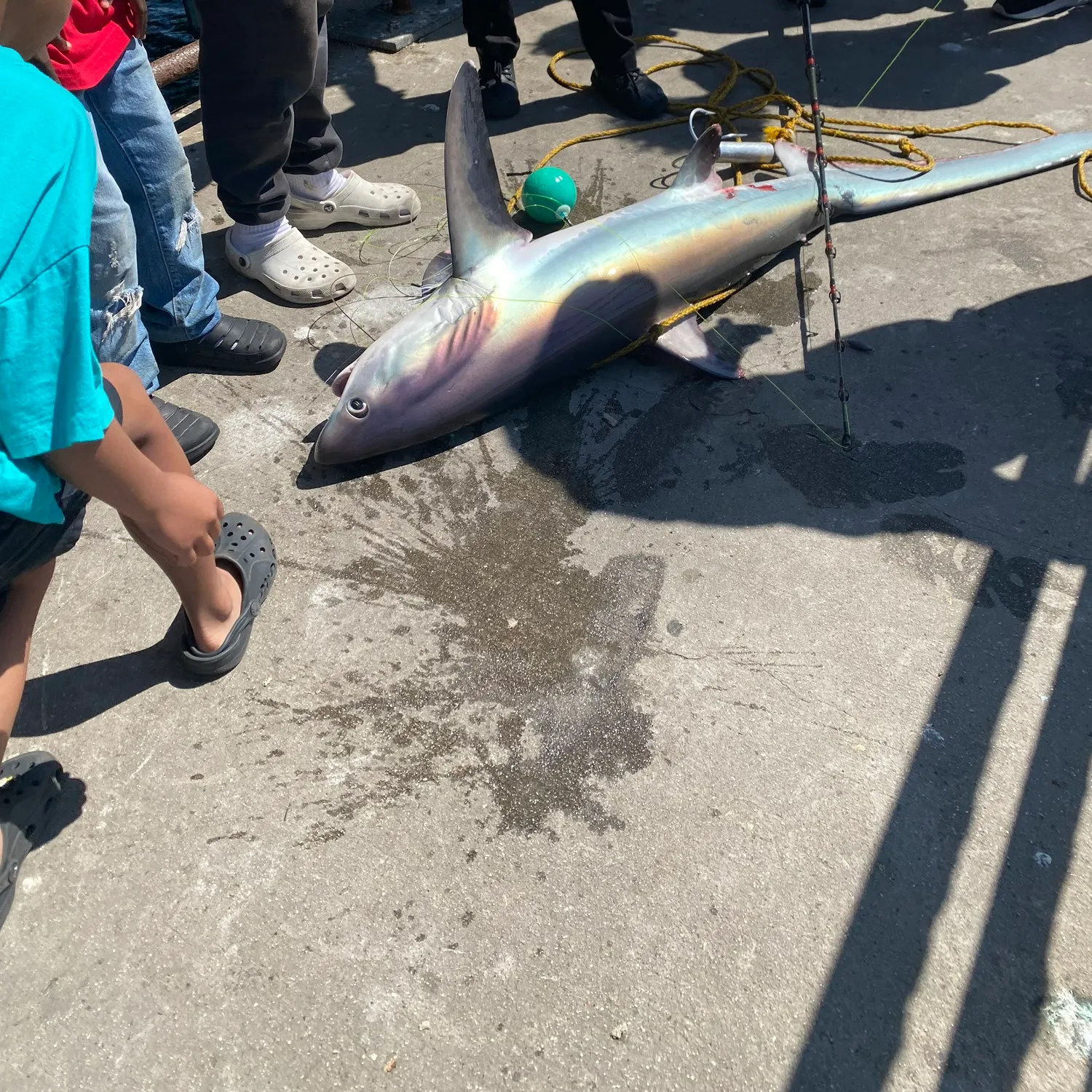The most recent Common thresher catches on Fishbrain