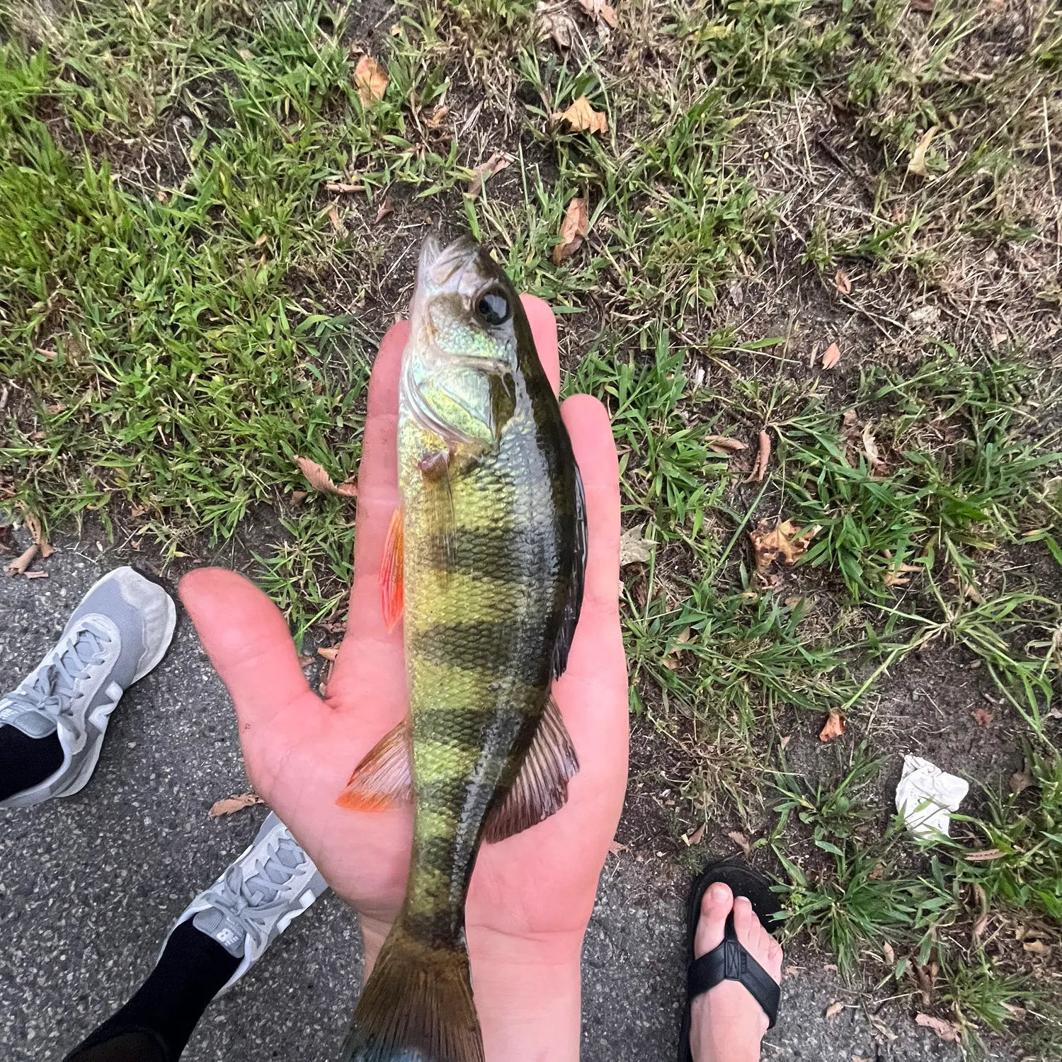 Yellow perch caught on Fishbrain