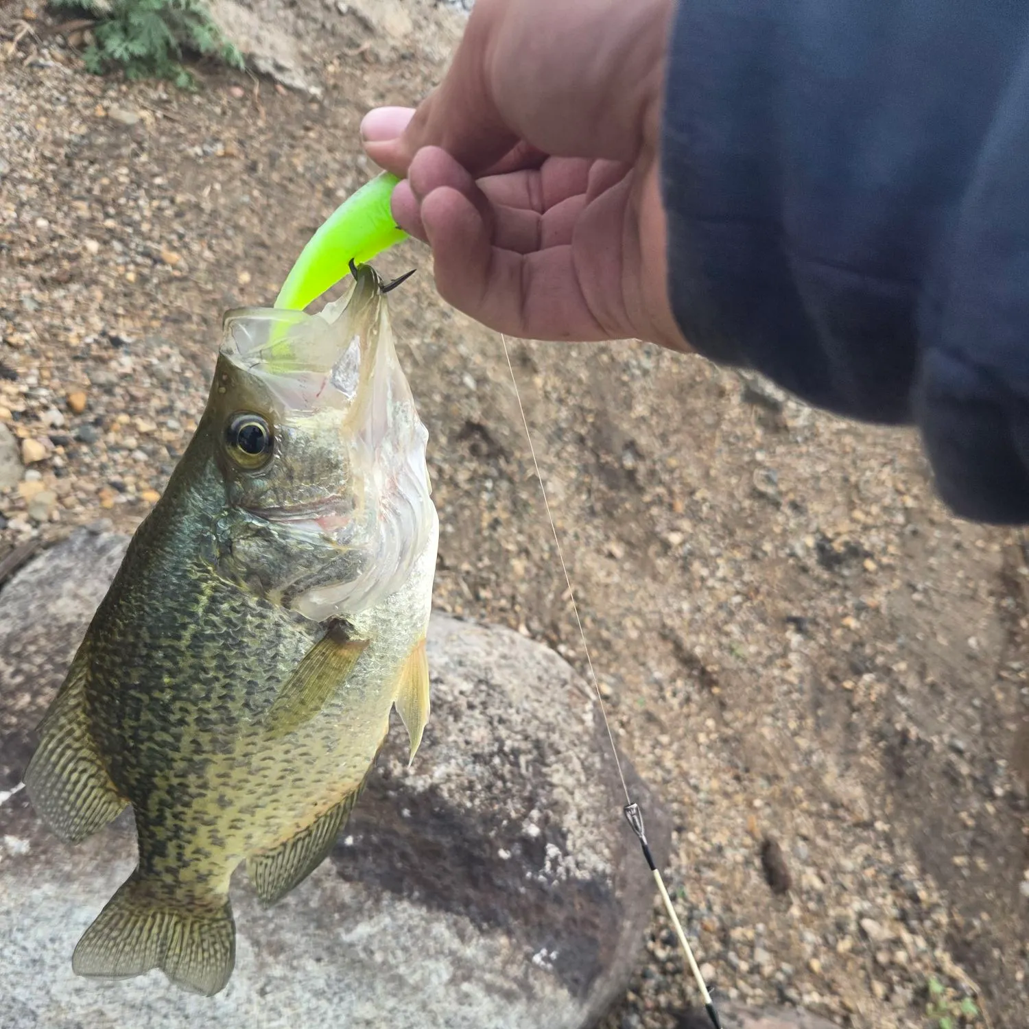 Black crappie caught on Fishbrain