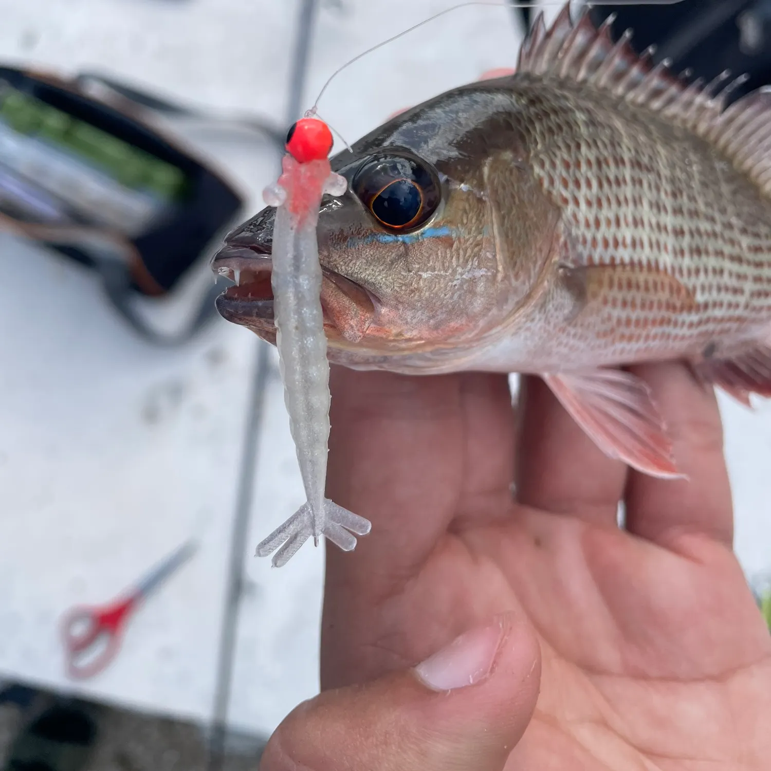 Mangrove snapper caught on Fishbrain