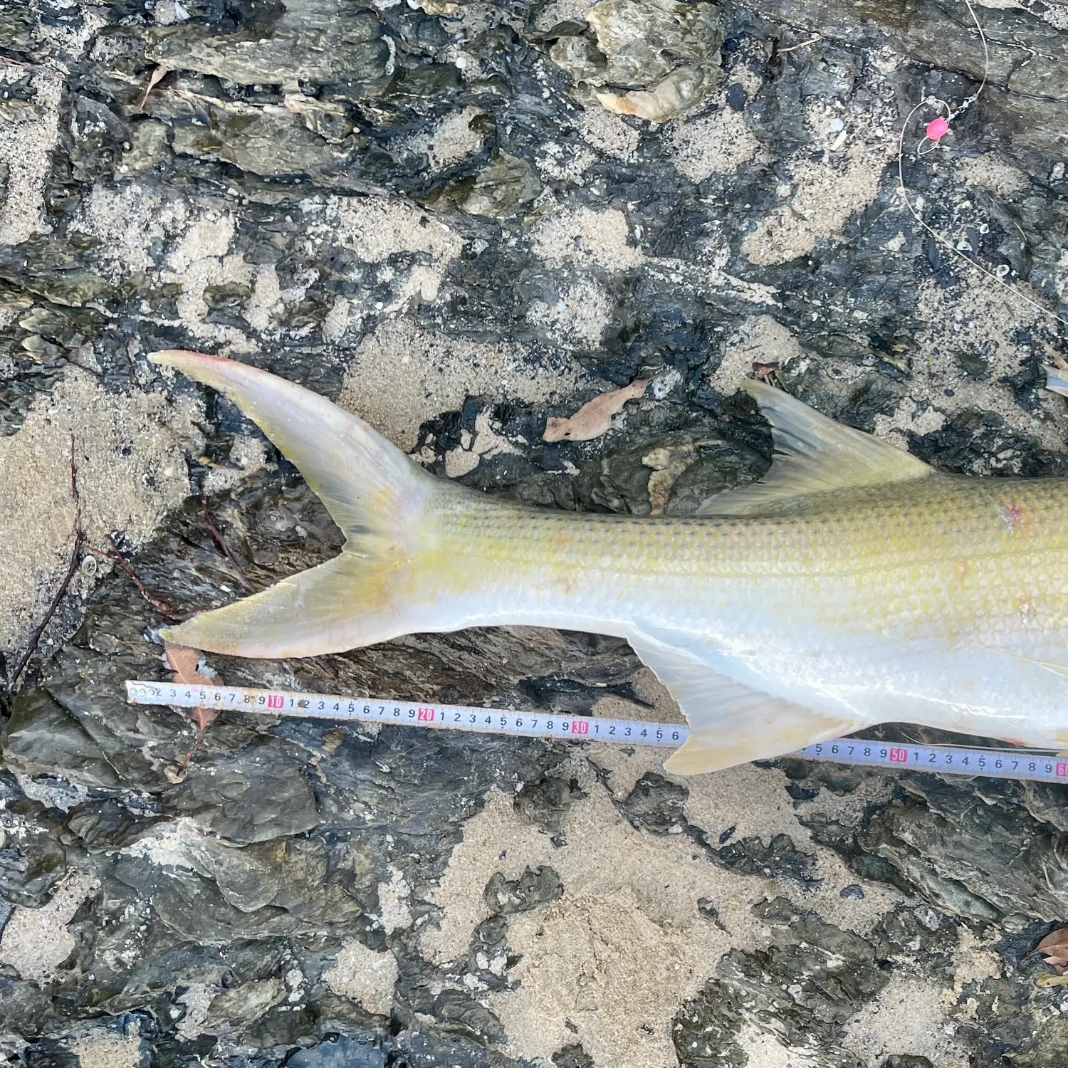 The most recent King threadfin catches on Fishbrain