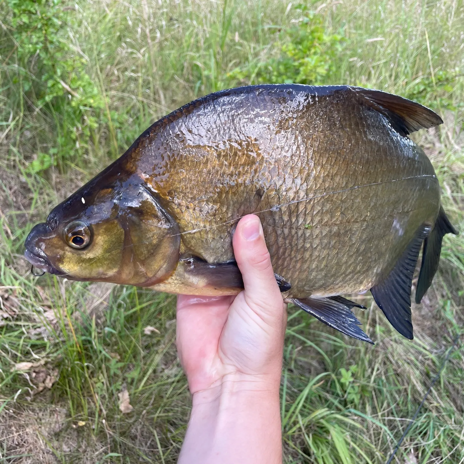 angler catch