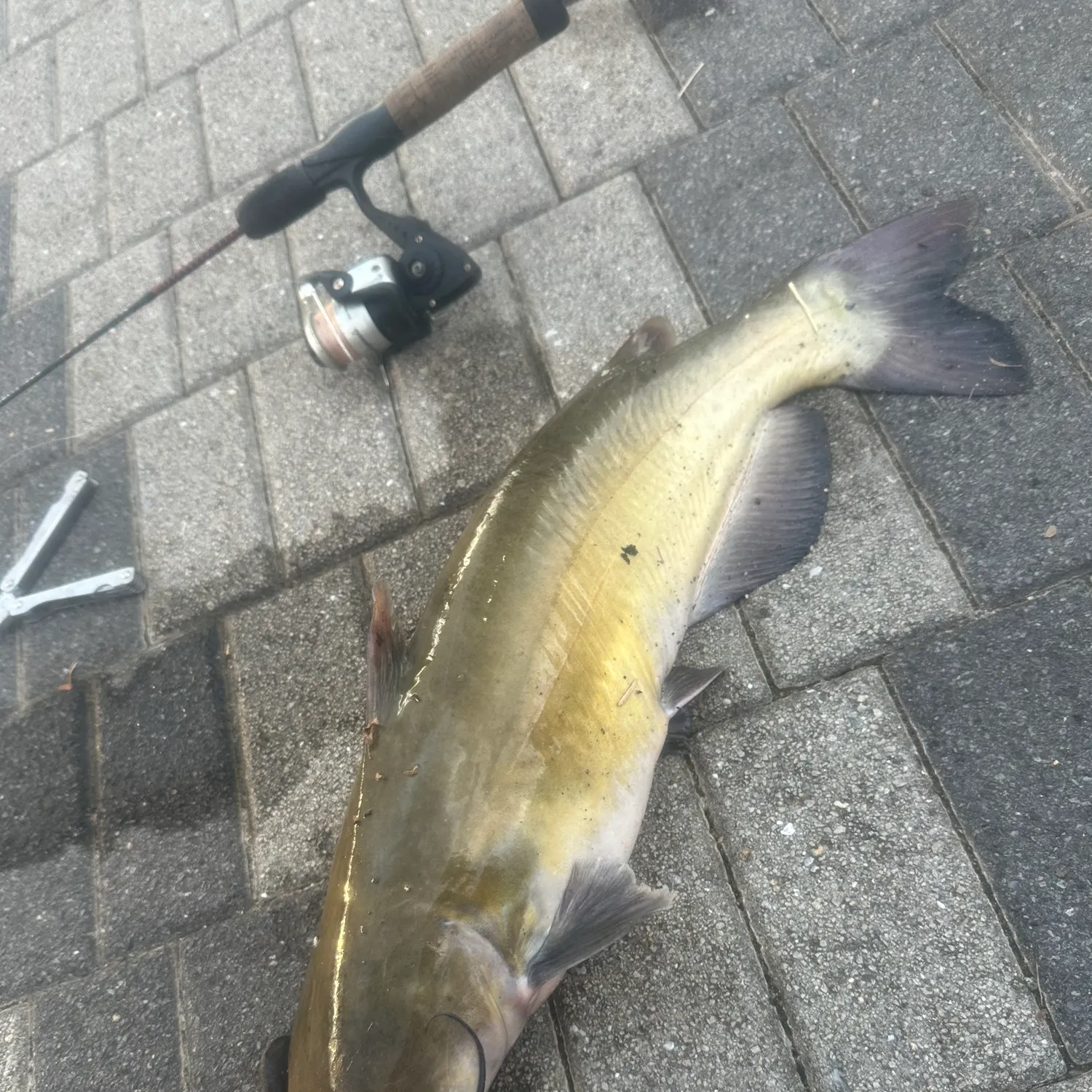 Channel catfish caught on Fishbrain
