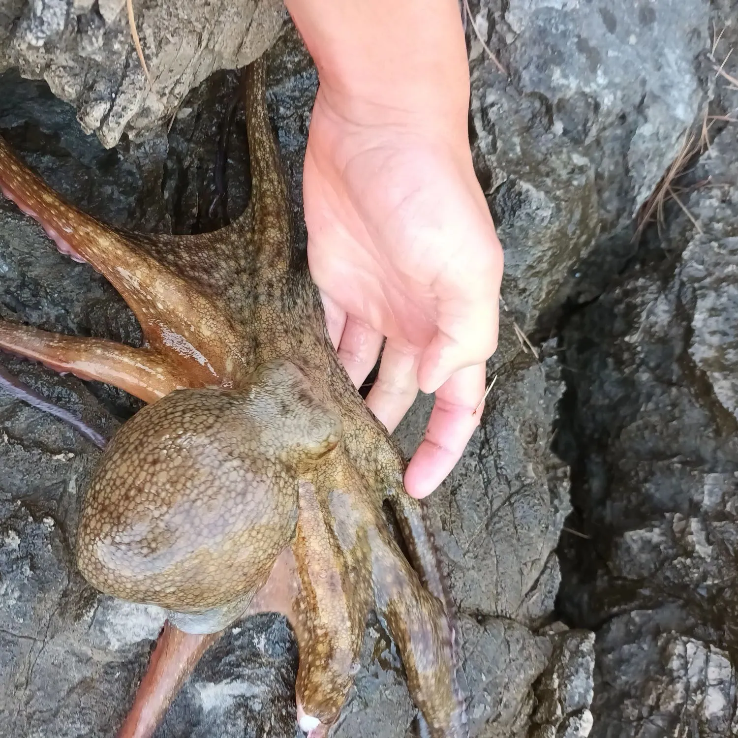 The most recent Common octopus catches on Fishbrain