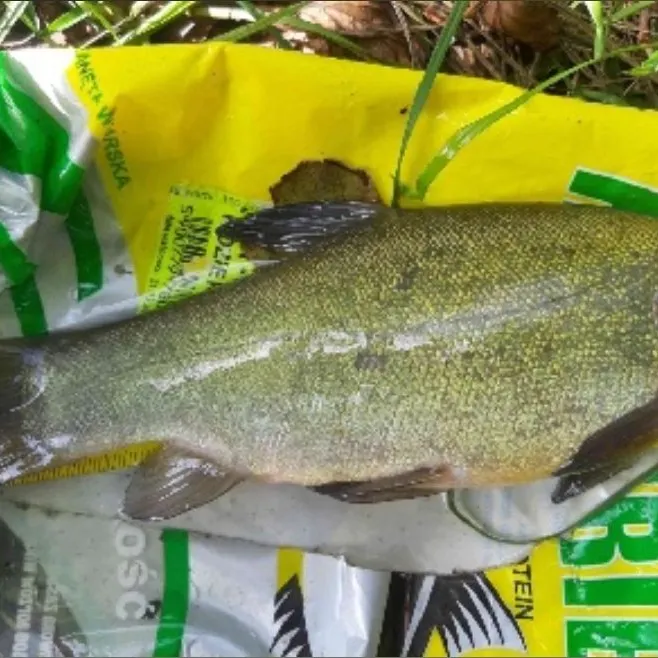 The most recent Tench catches on Fishbrain