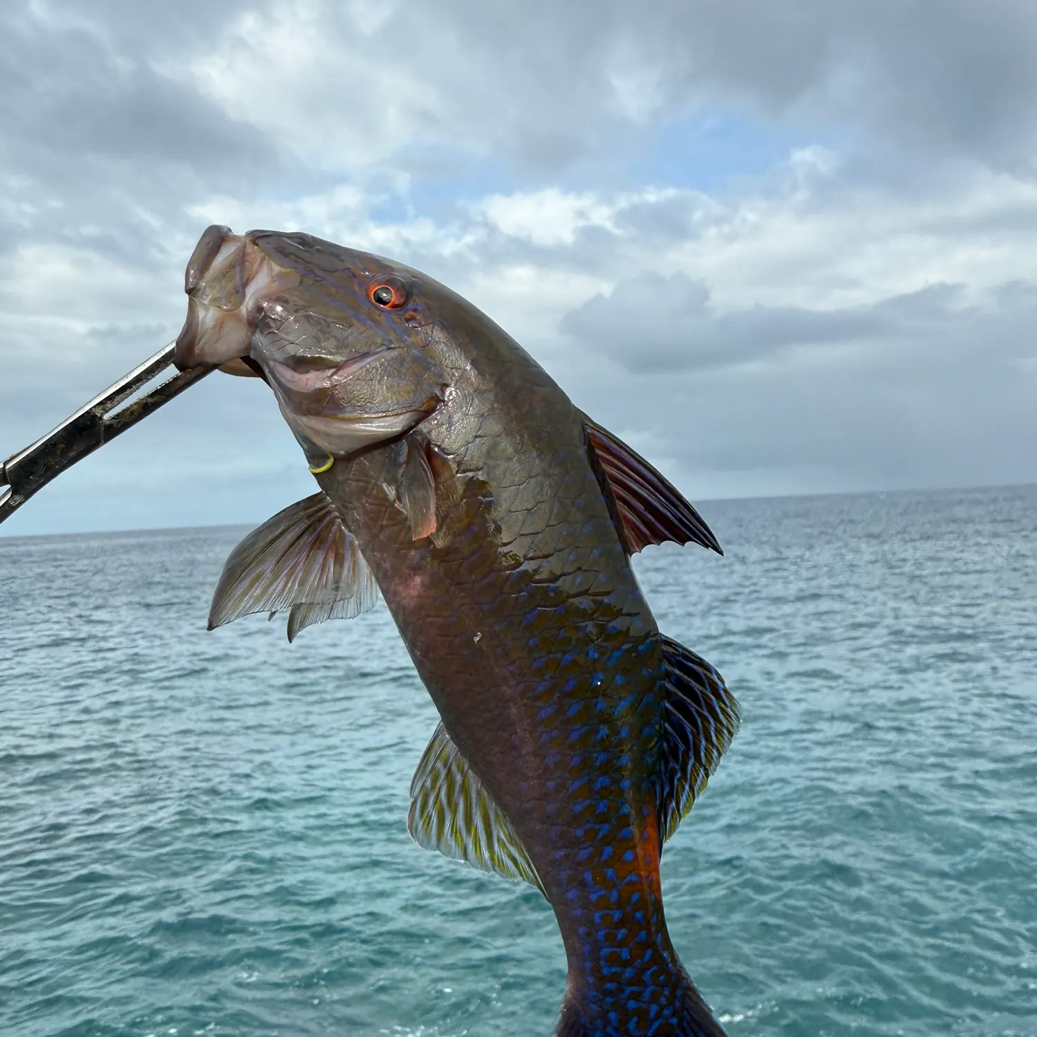 The most recent Goldsaddle goatfish catches on Fishbrain