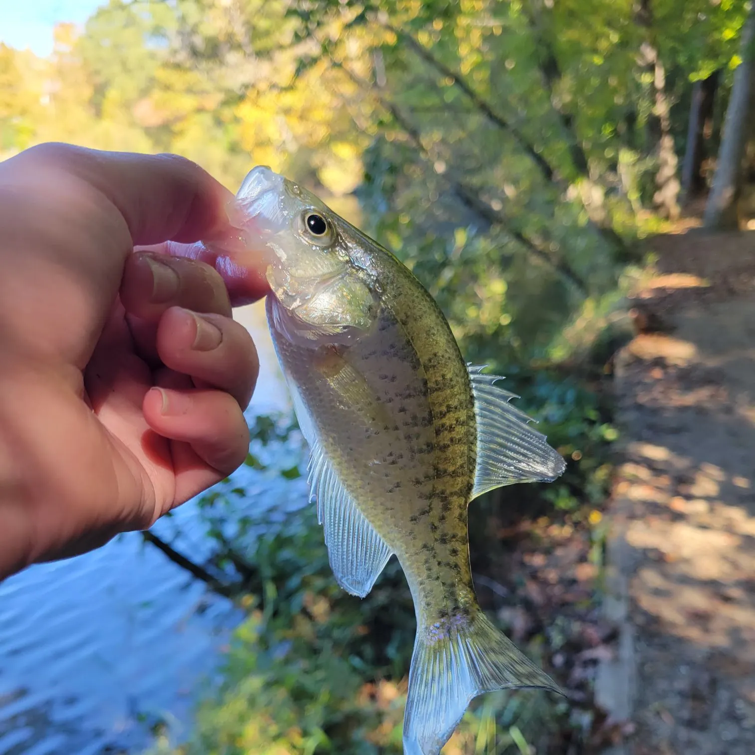 White crappie caught on Fishbrain