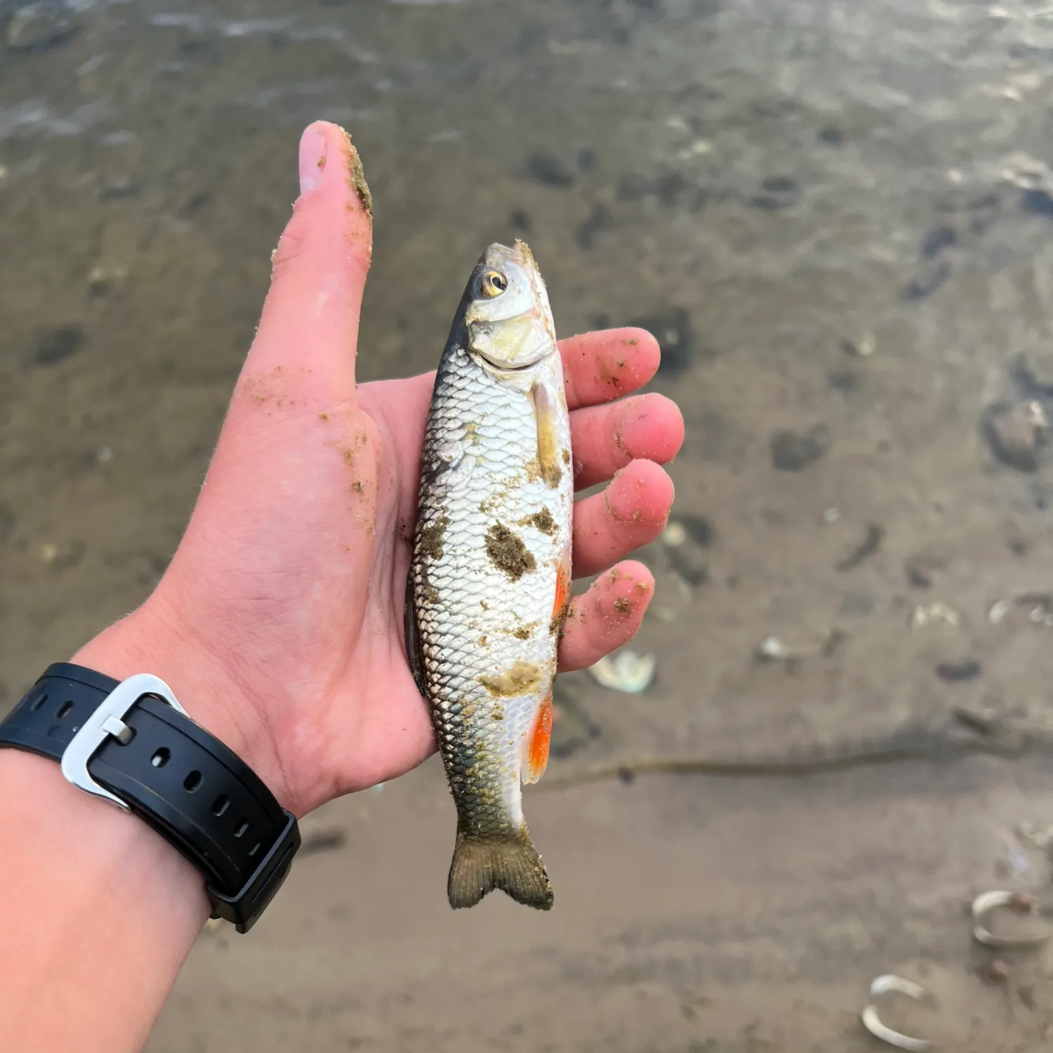 European chub caught on Fishbrain