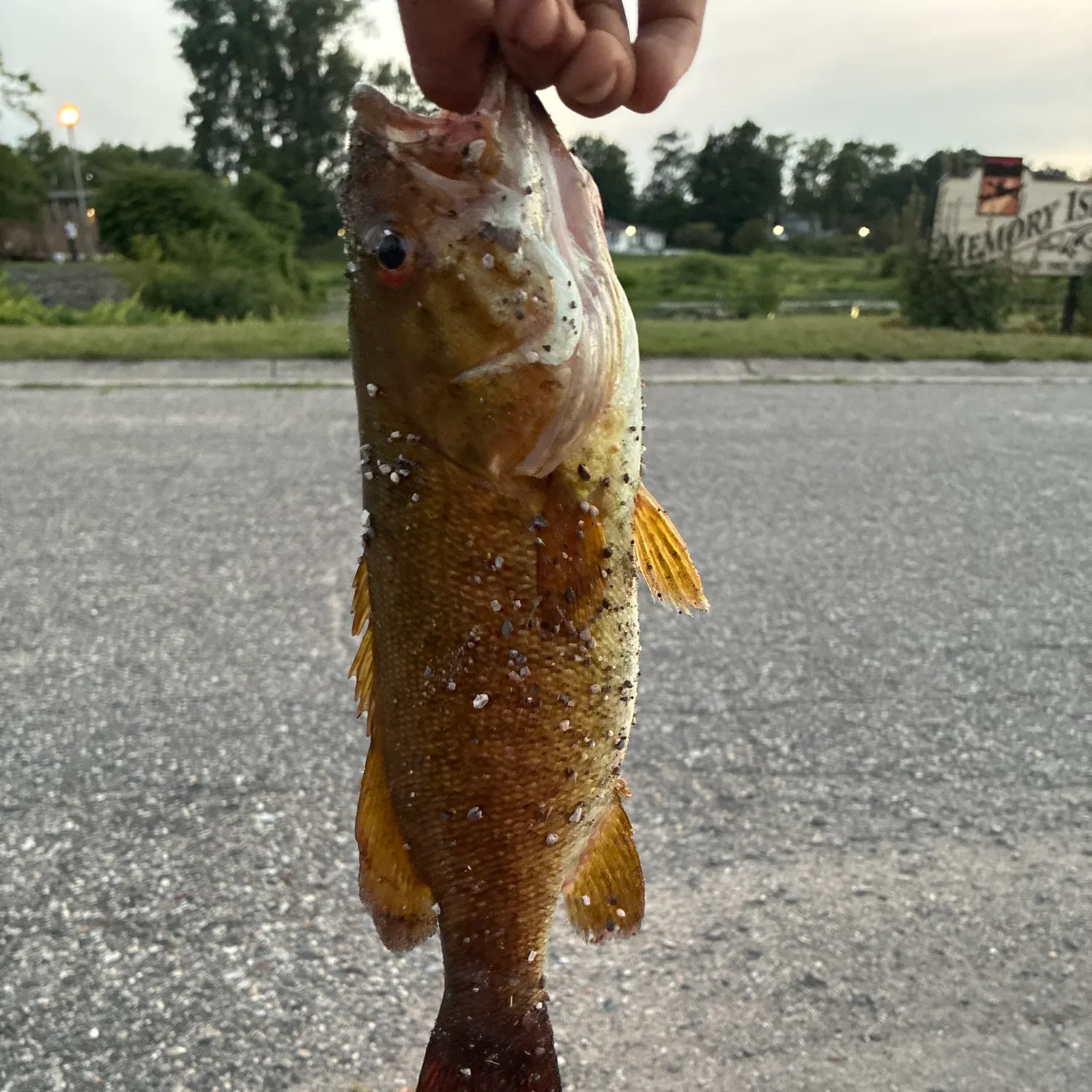 Smallmouth bass caught on Fishbrain