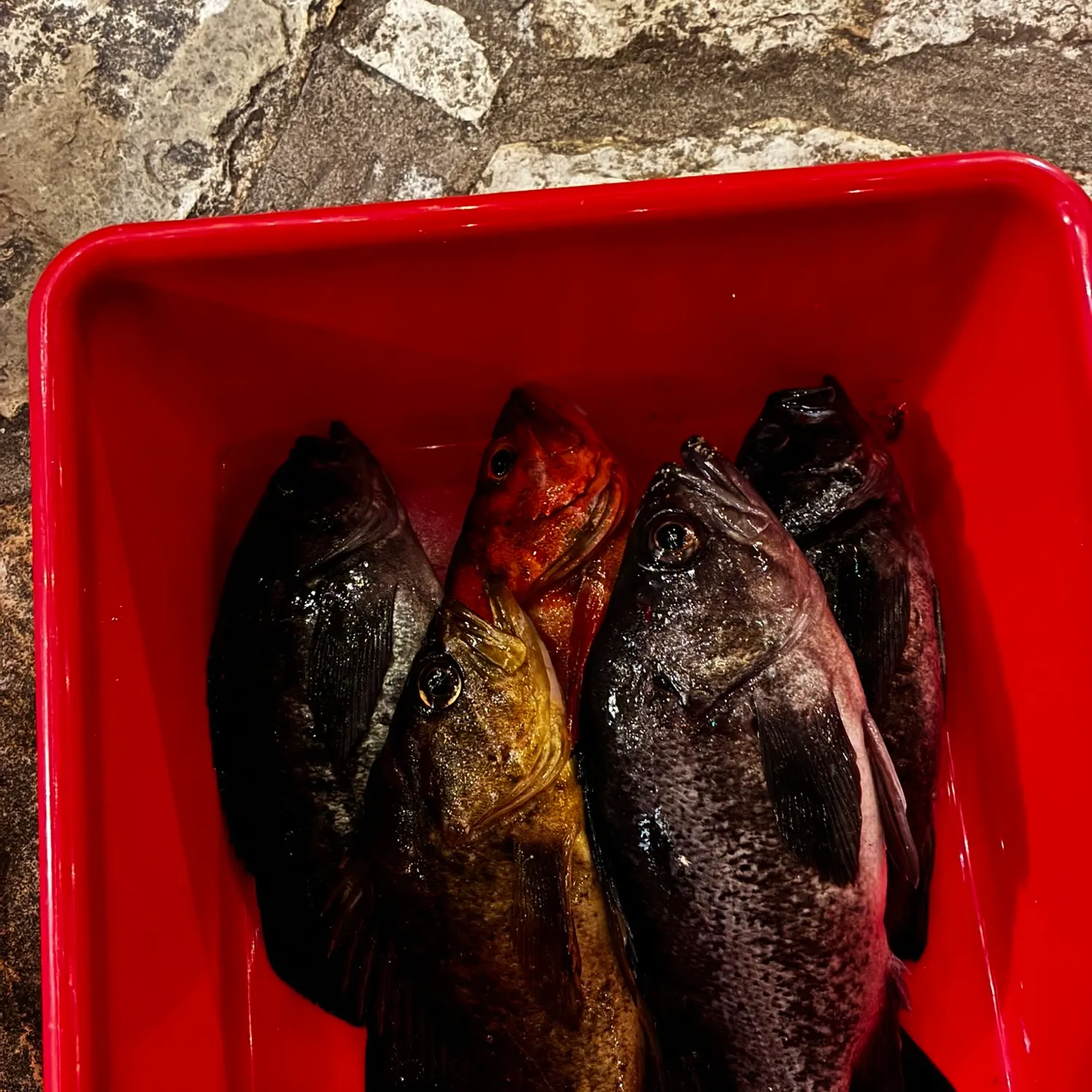 The most recent Blue rockfish catches on Fishbrain