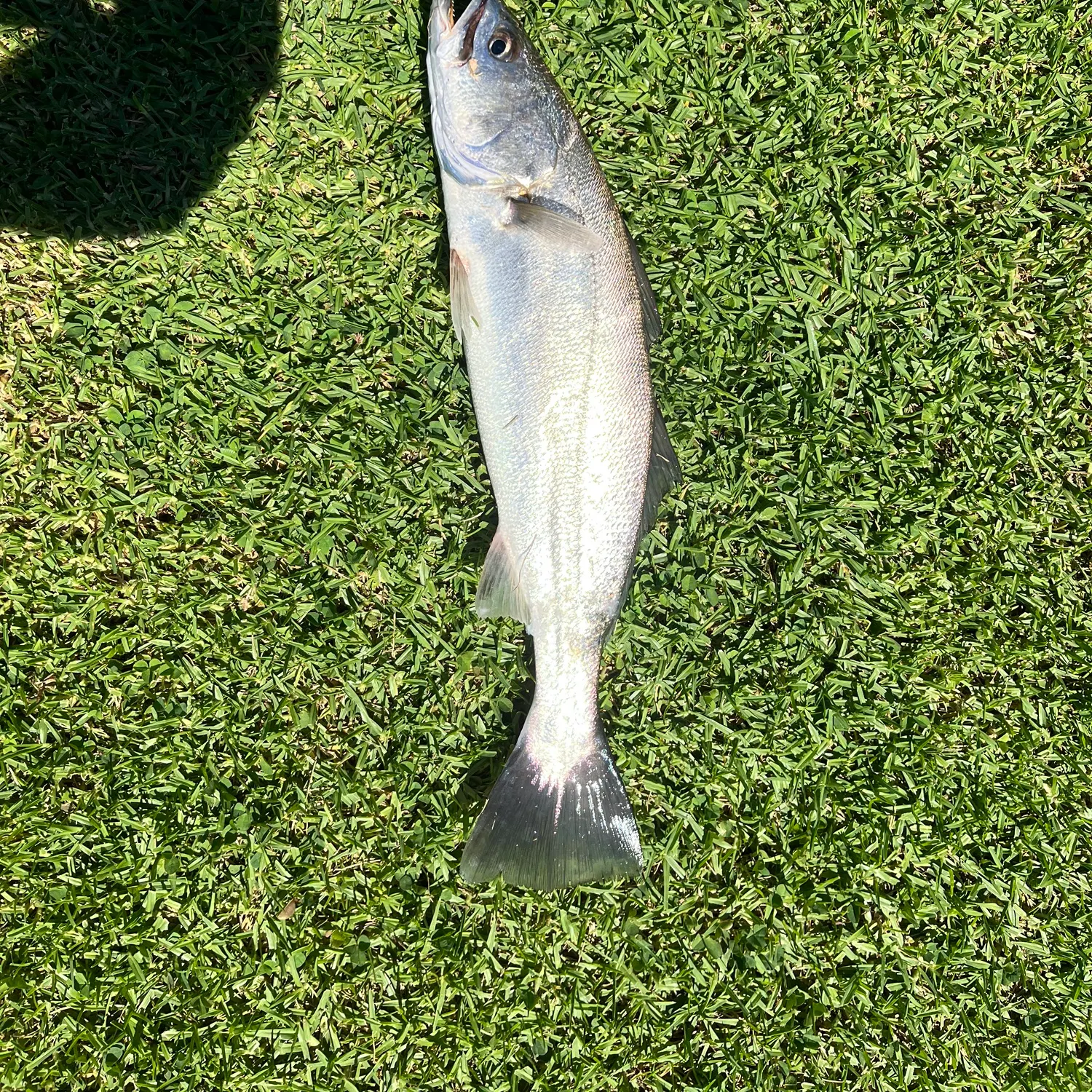 Shortfin corvina caught on Fishbrain