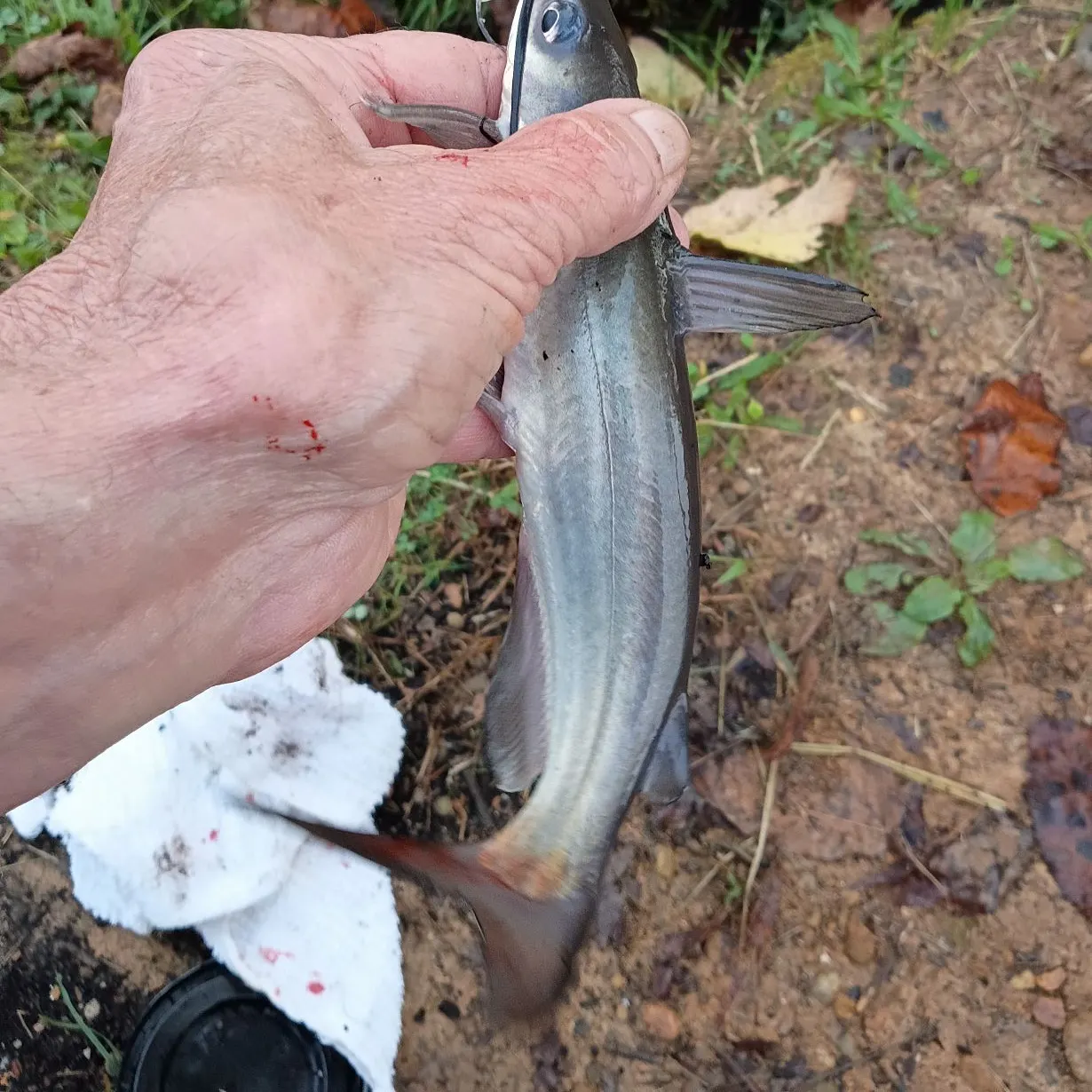 Channel catfish caught on Fishbrain