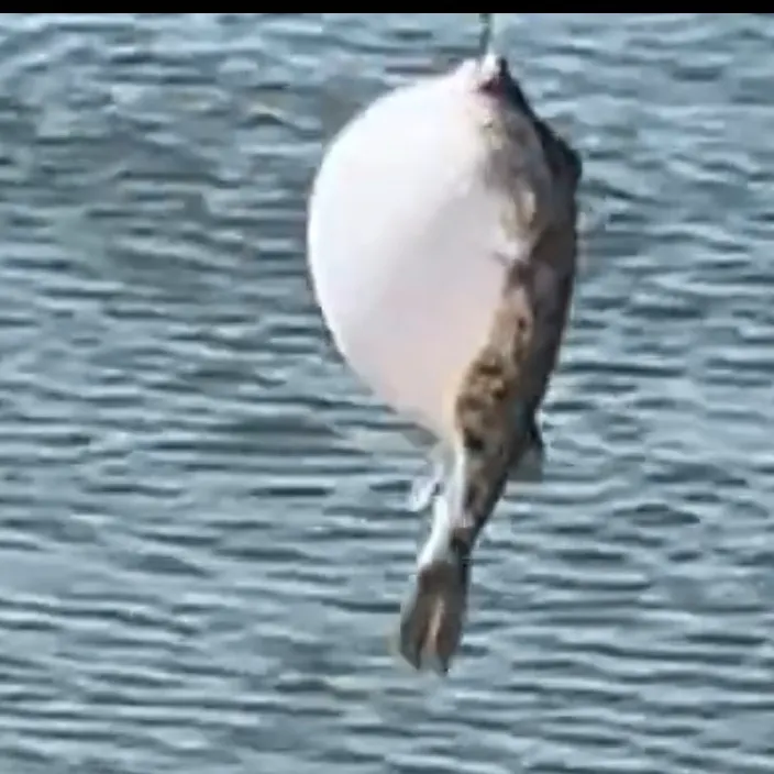 The most recent Spotted green pufferfish catches on Fishbrain