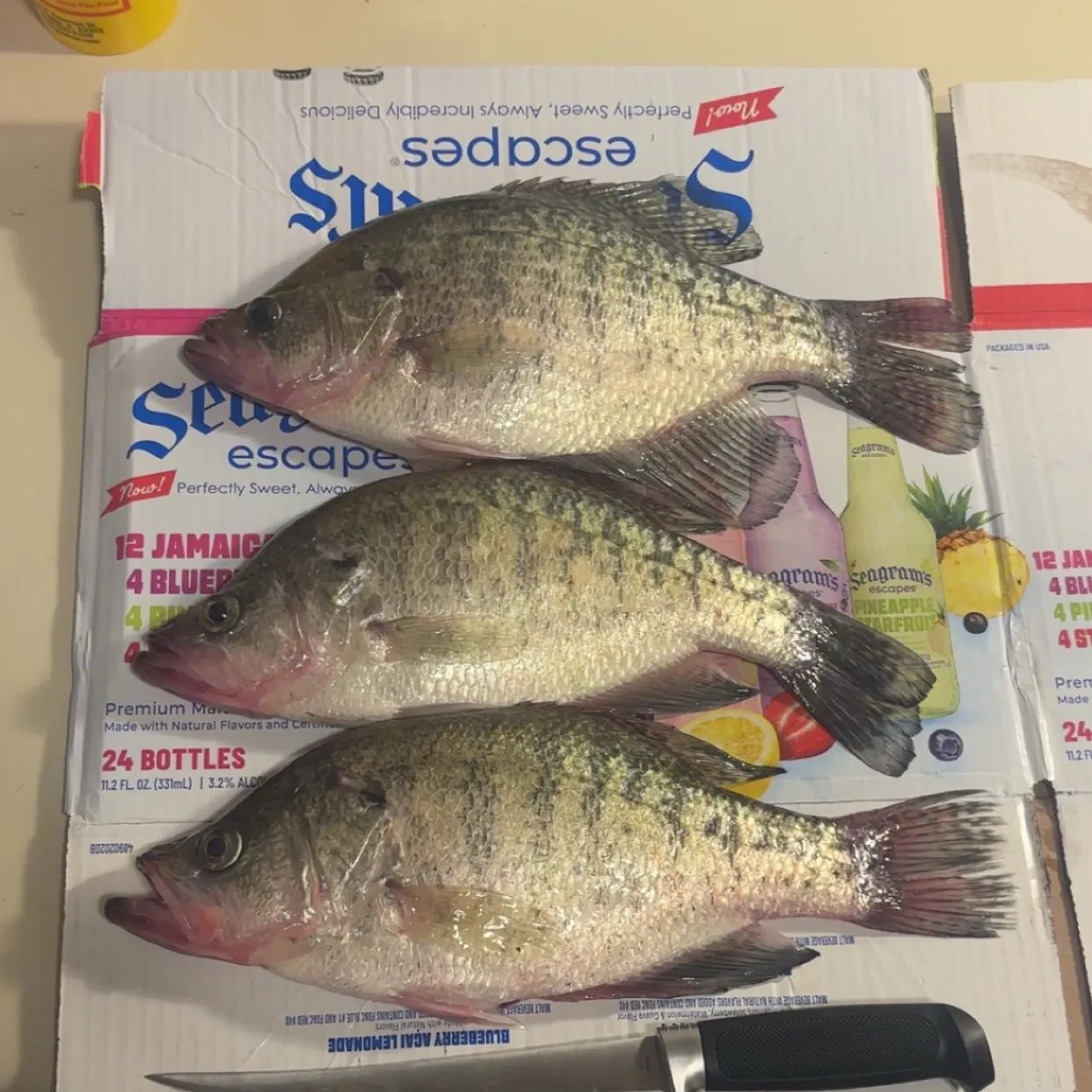 White crappie caught on Fishbrain