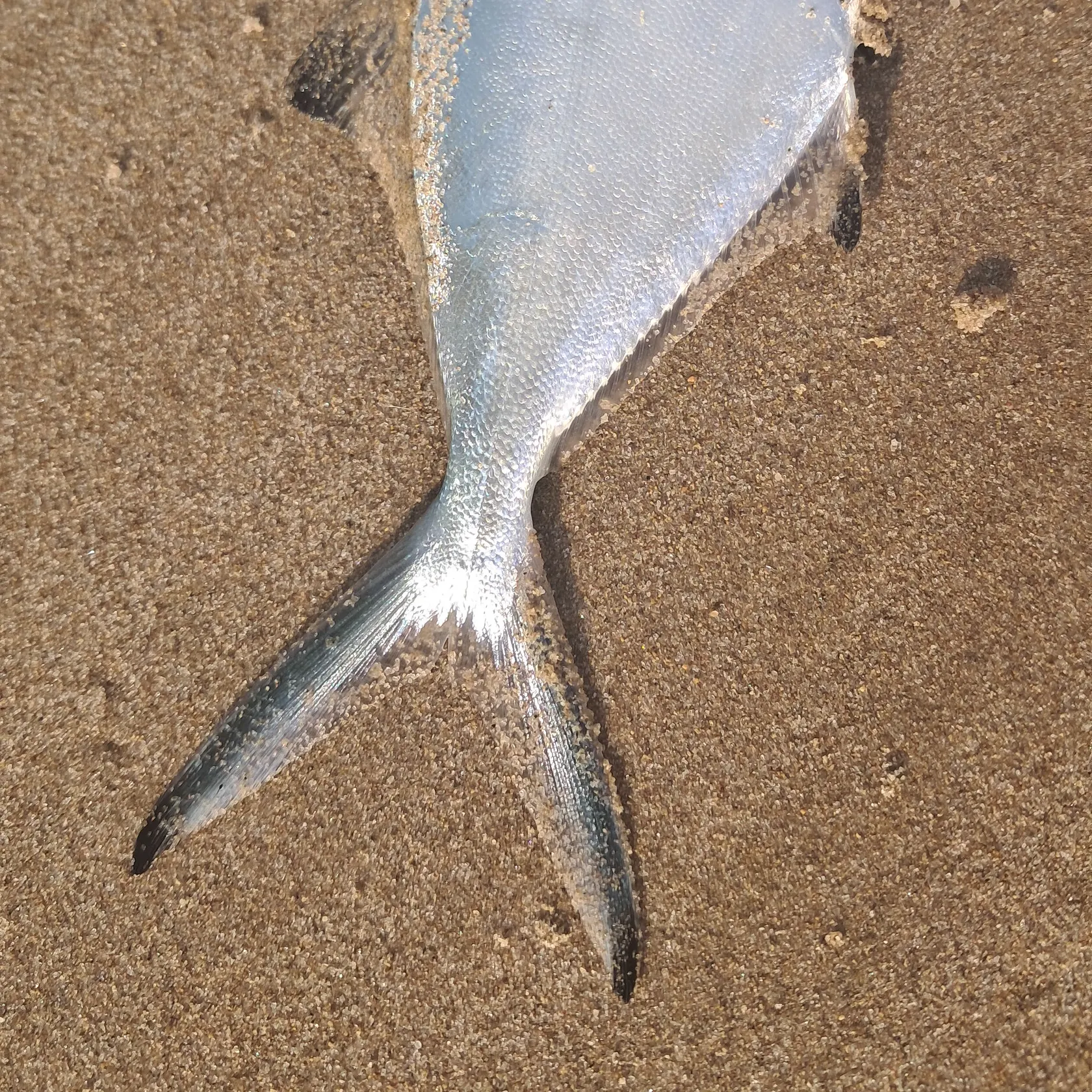 The most recent Derbio pompano catches on Fishbrain