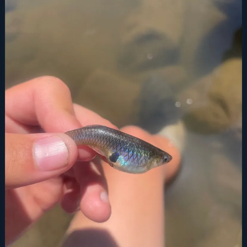 The most recent Eastern mosquitofish catches on Fishbrain