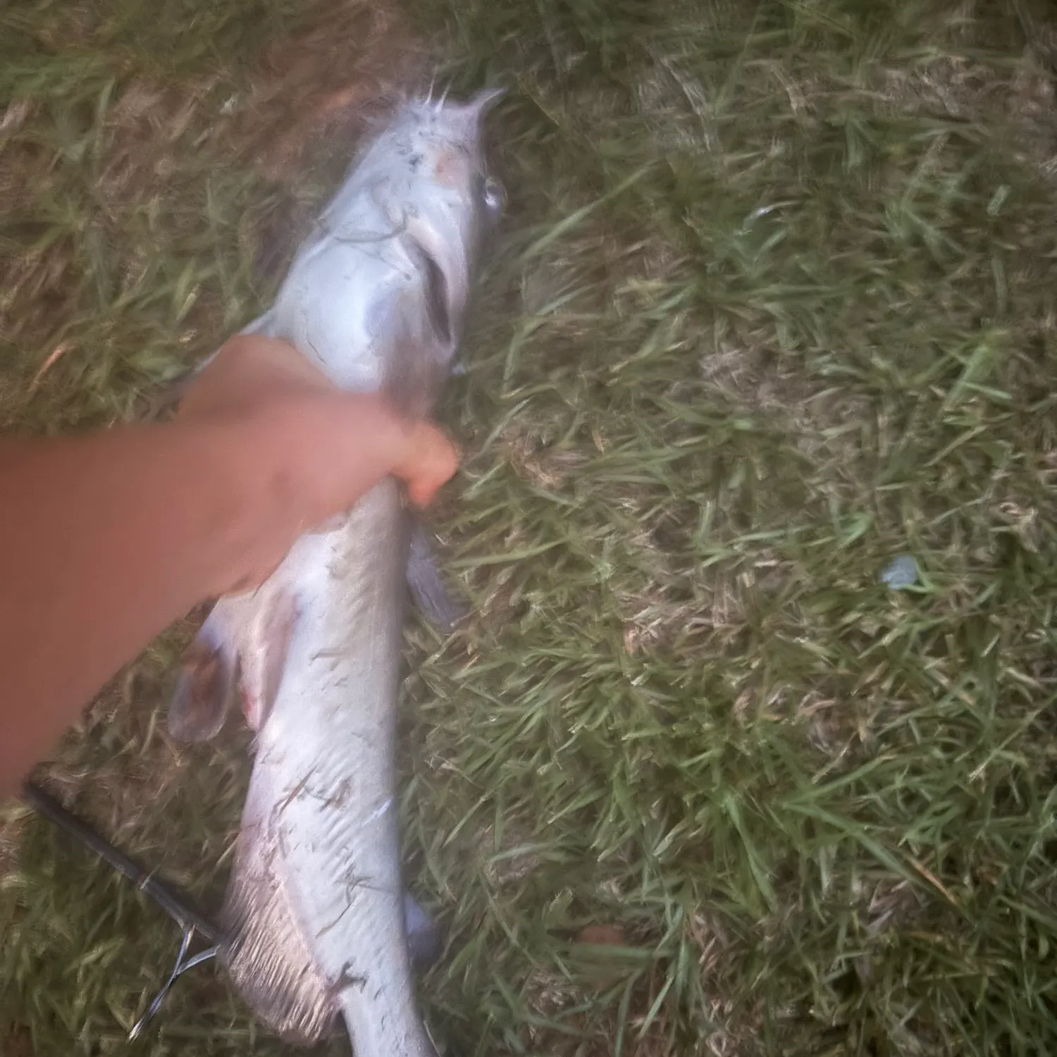 Fish caught on Fishbrain