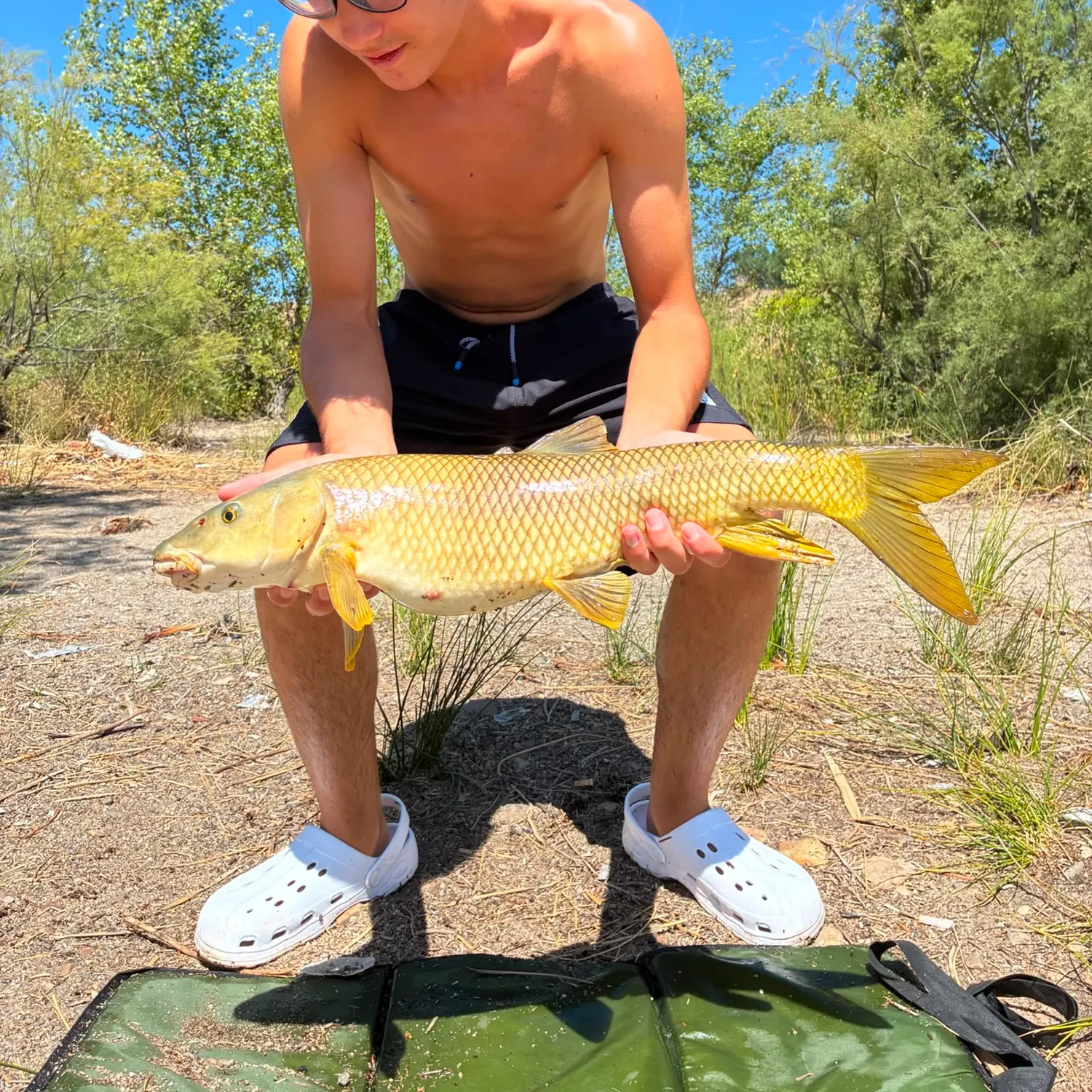 The most recent Common barbel catches on Fishbrain