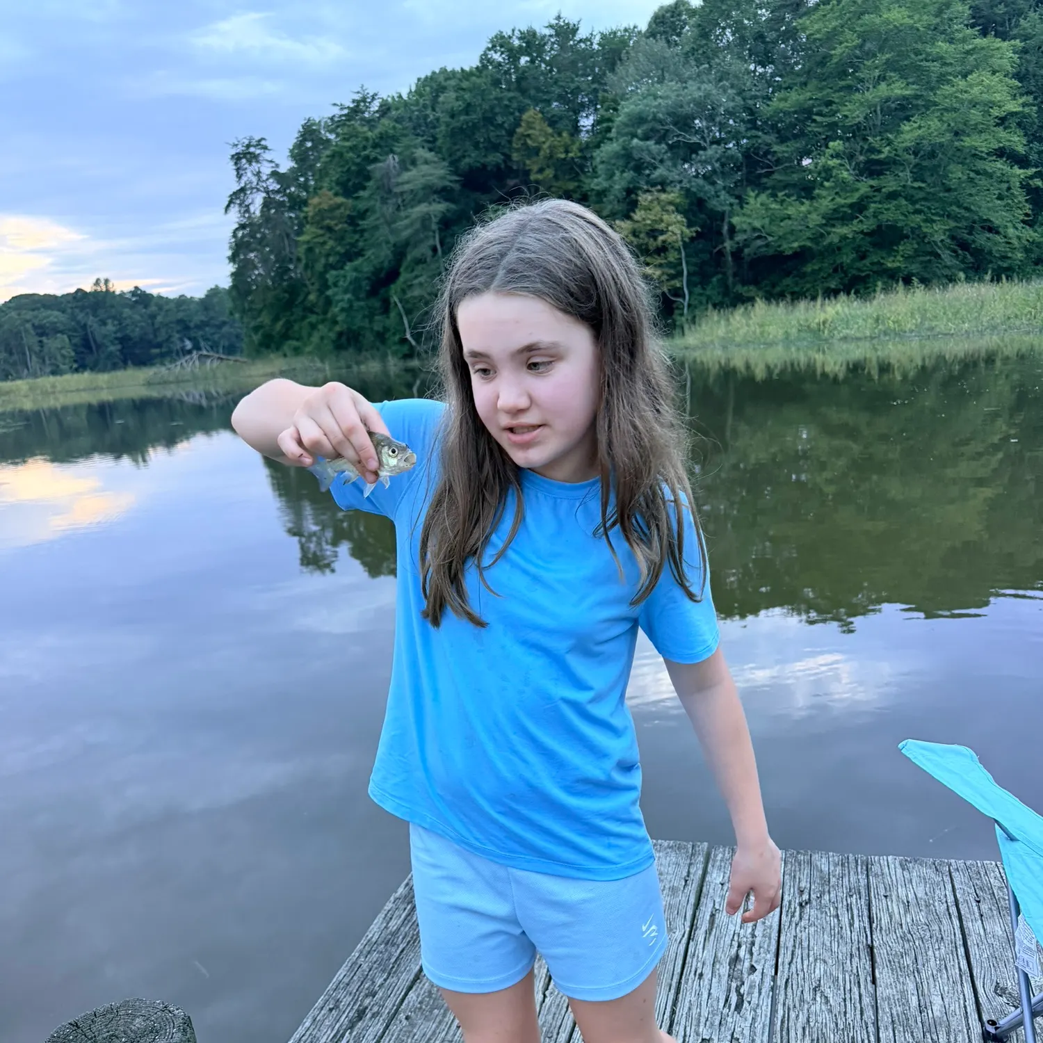 White perch caught on Fishbrain