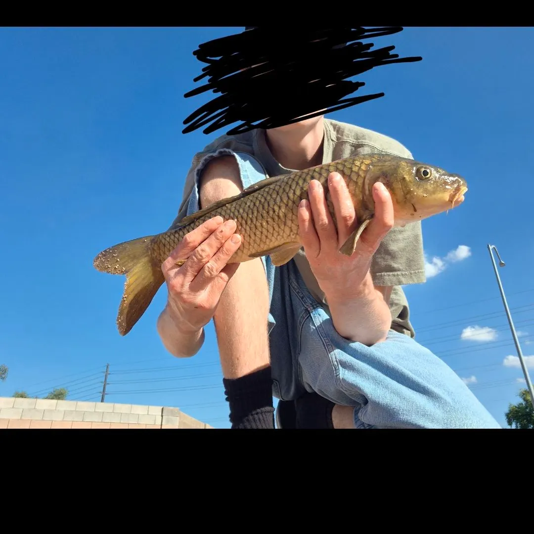 Common carp caught on Fishbrain