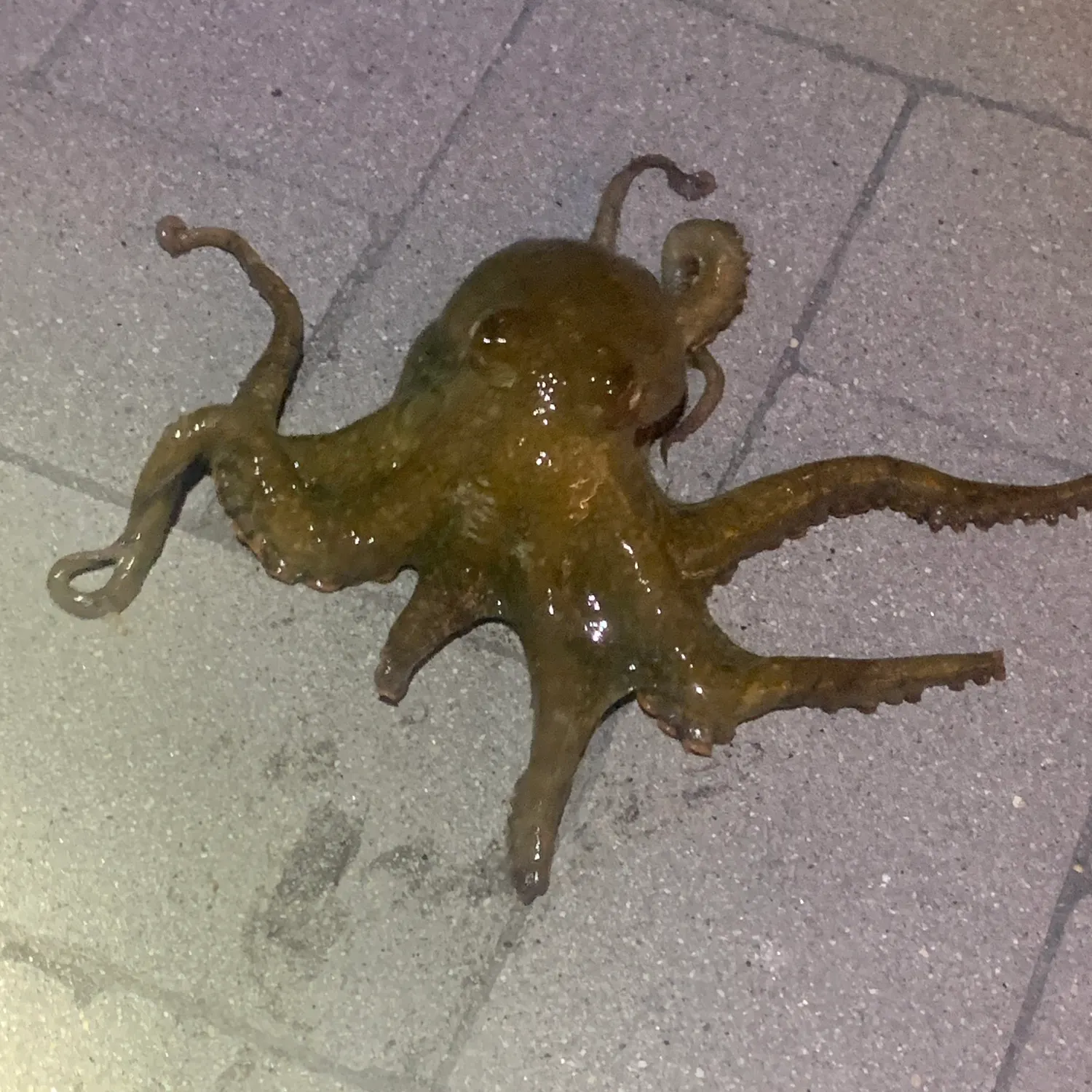 The most recent Verrill's two-spot octopus catches on Fishbrain