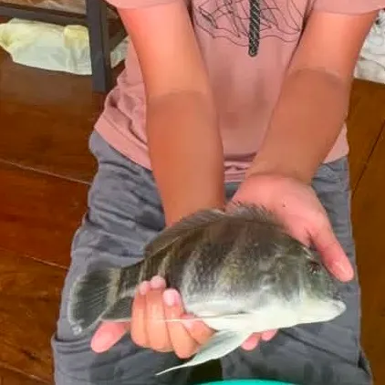 The most recent Zebra tilapia catches on Fishbrain