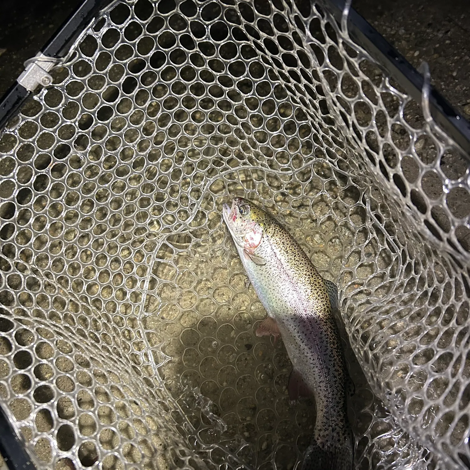 Rainbow trout caught on Fishbrain