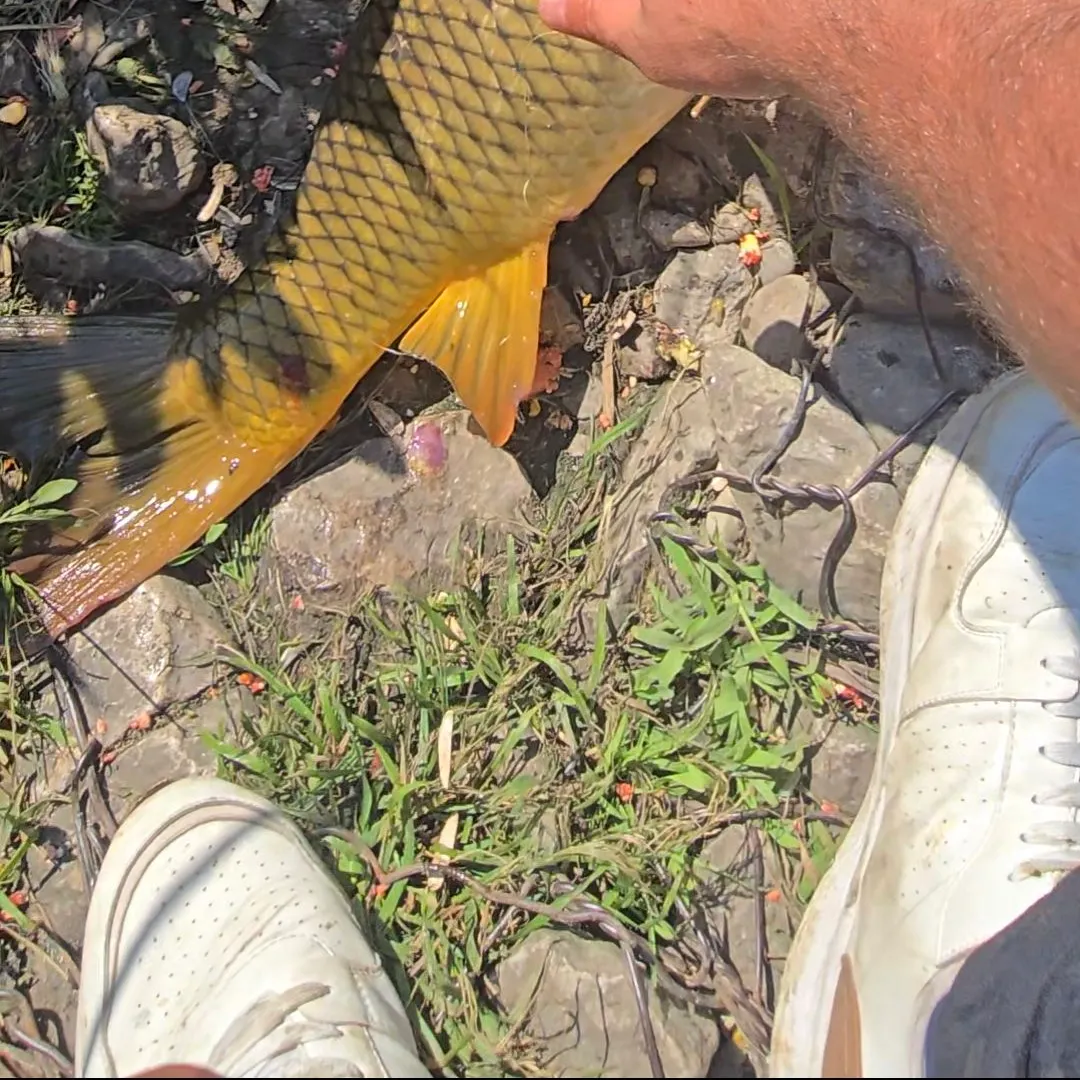 The most recent Common carp catches on Fishbrain
