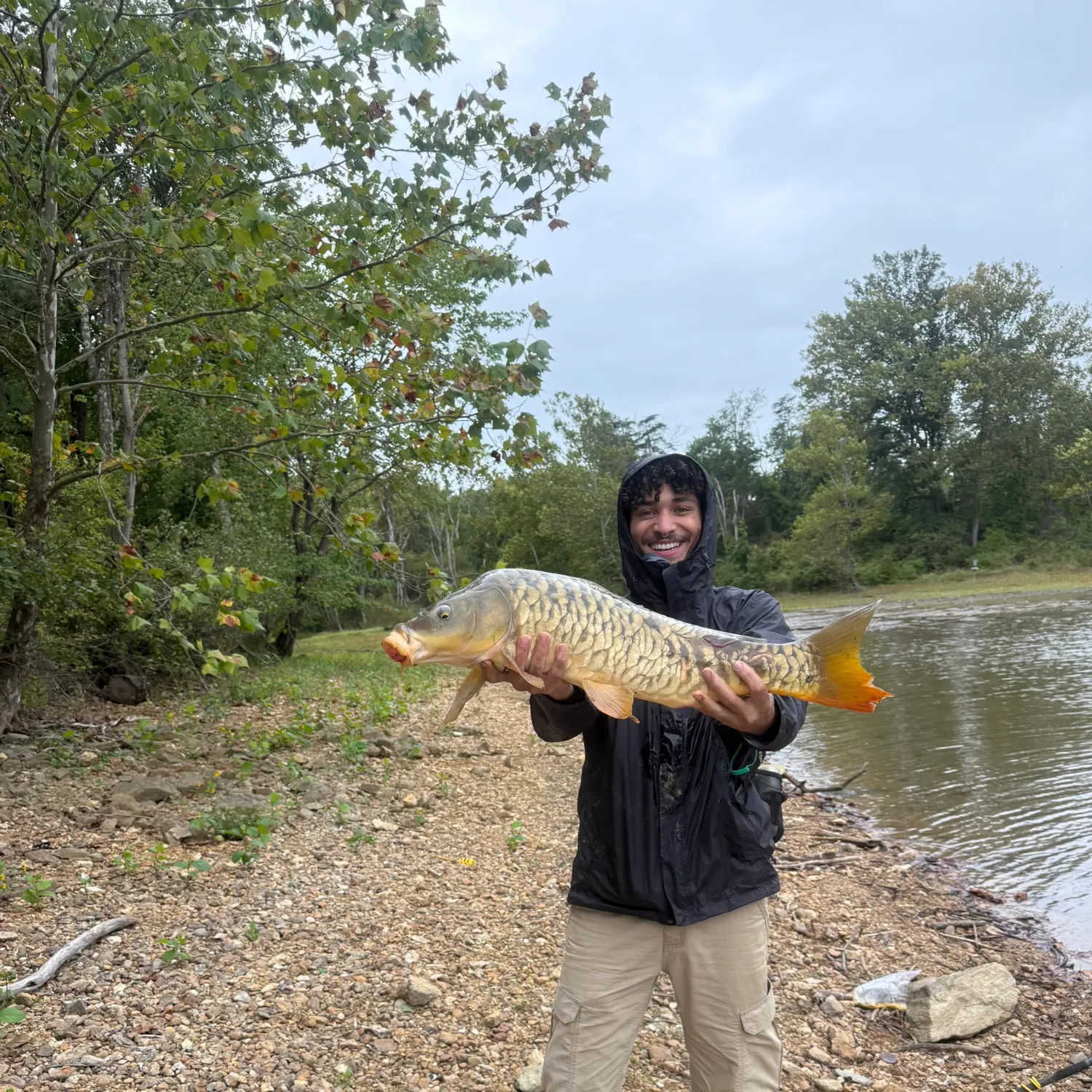 Mirror carp caught on Fishbrain
