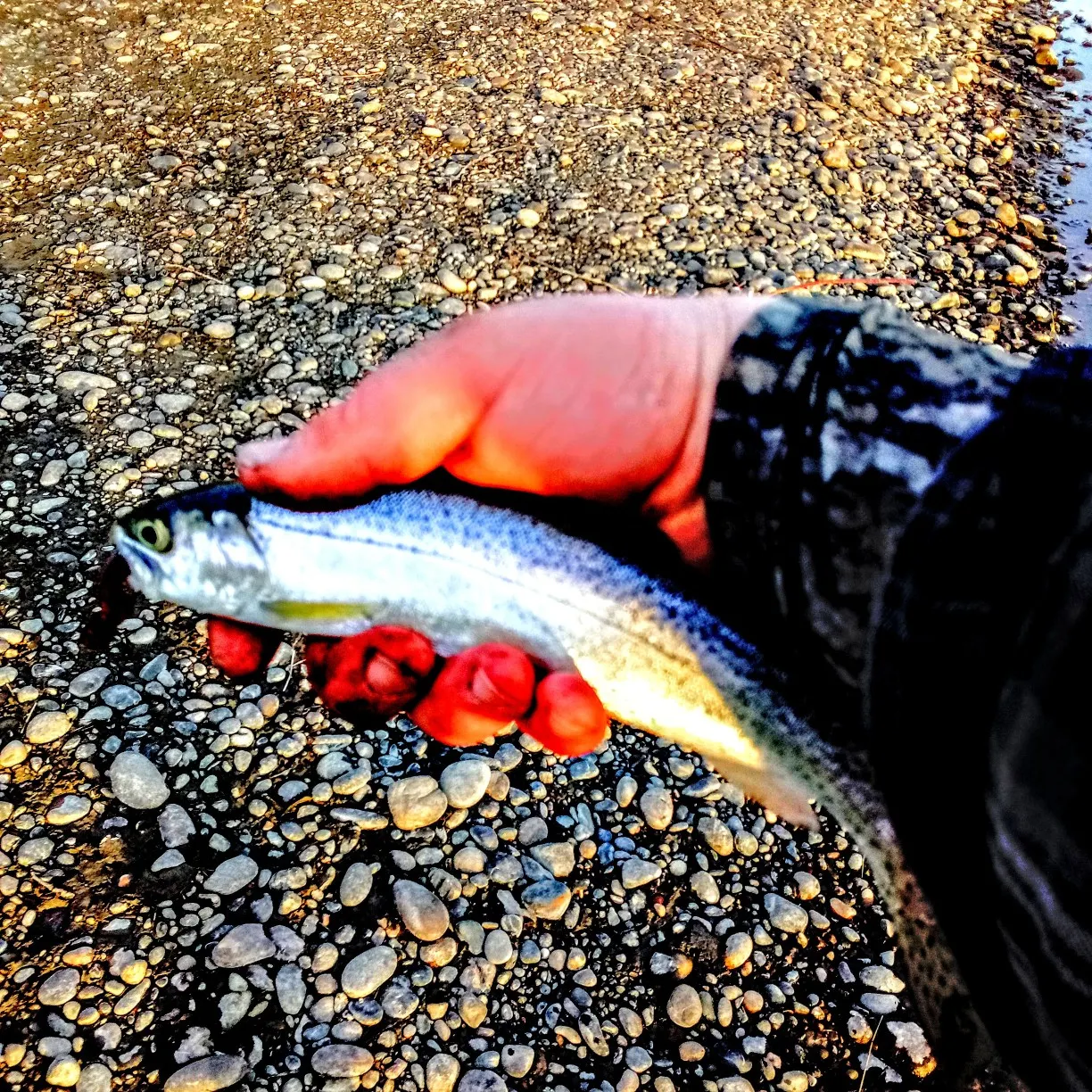 Rainbow trout caught on Fishbrain