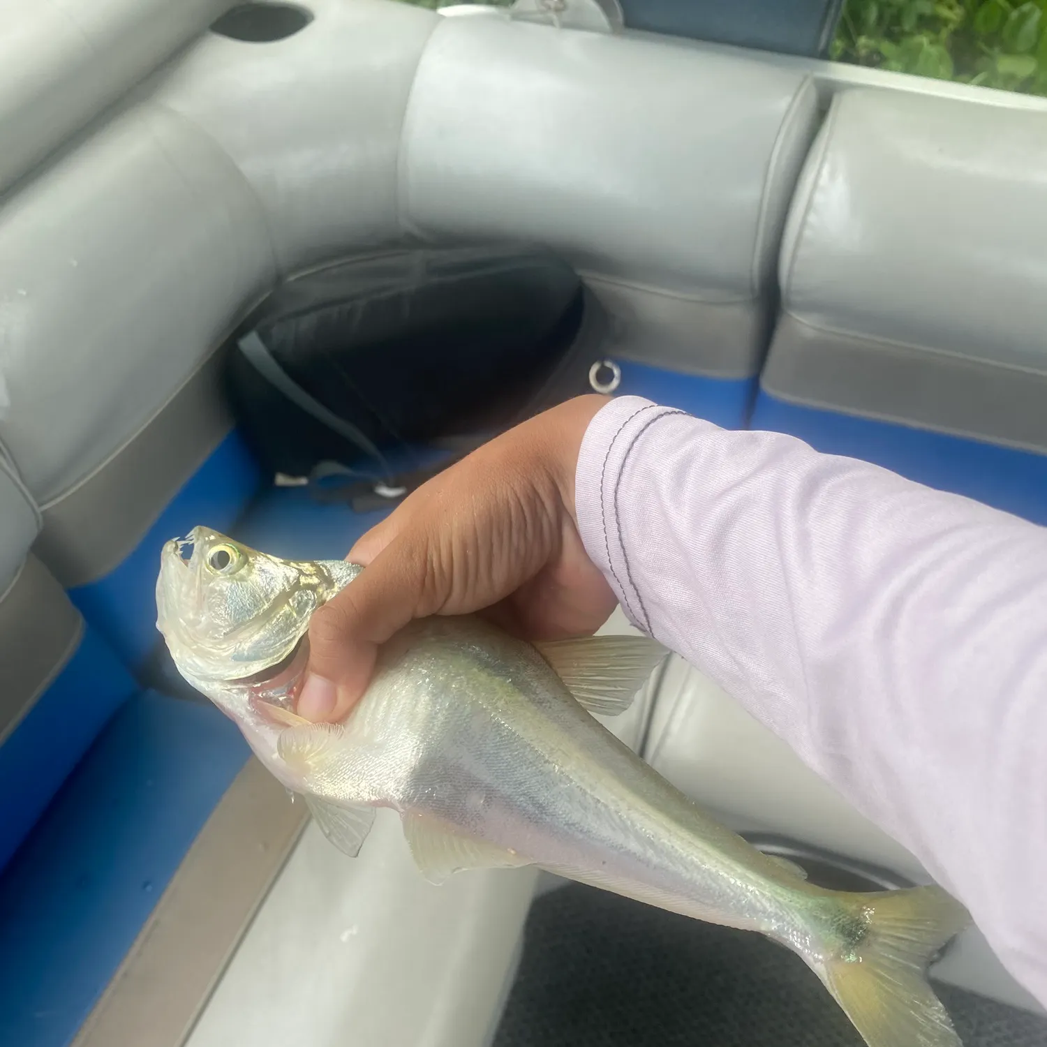The most recent Black-tailed payara catches on Fishbrain