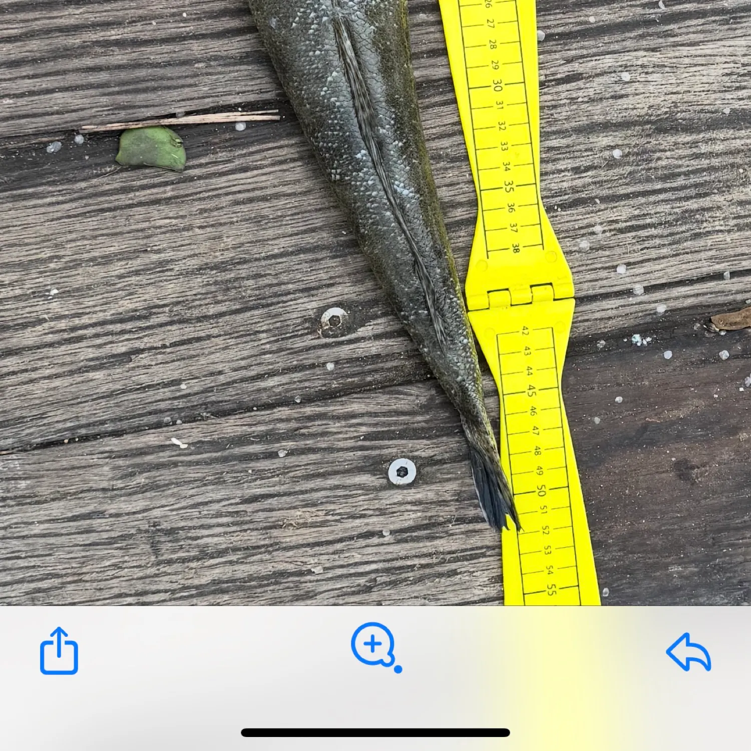 recently logged catches