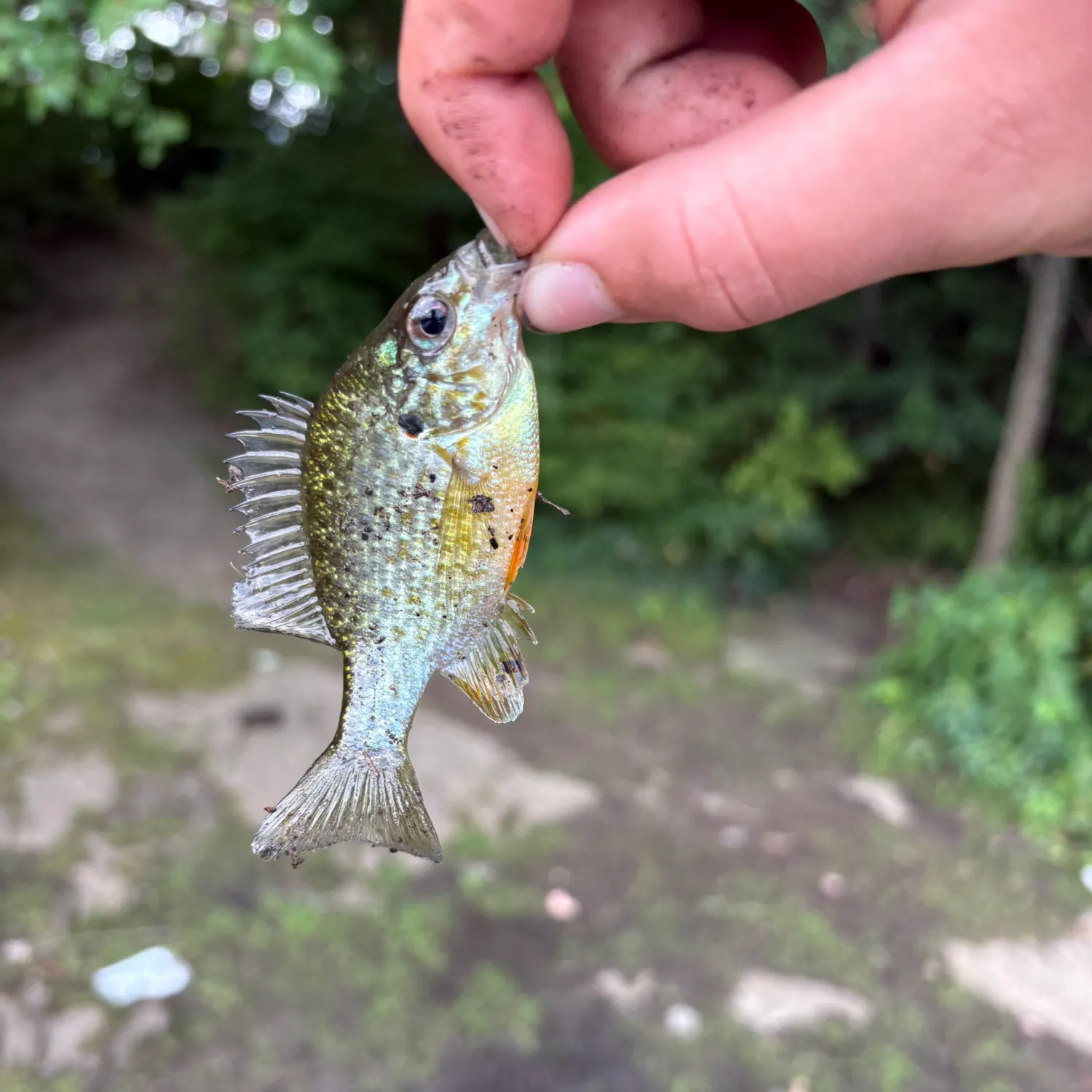 Bluegill caught on Fishbrain