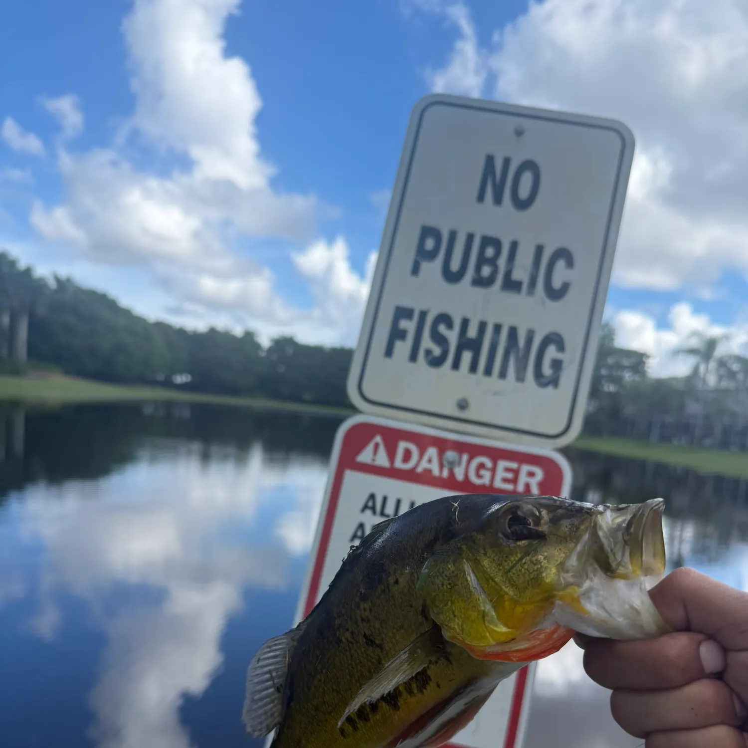 Butterfly peacock bass caught on Fishbrain