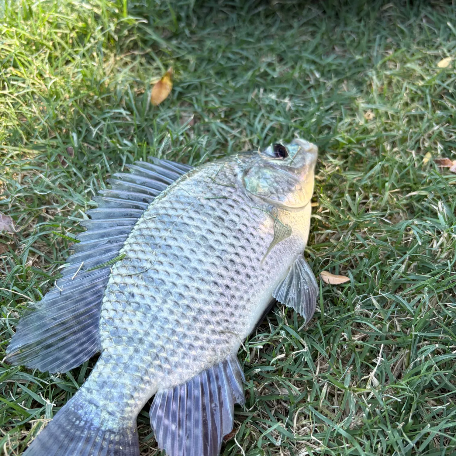 Blue tilapia caught on Fishbrain