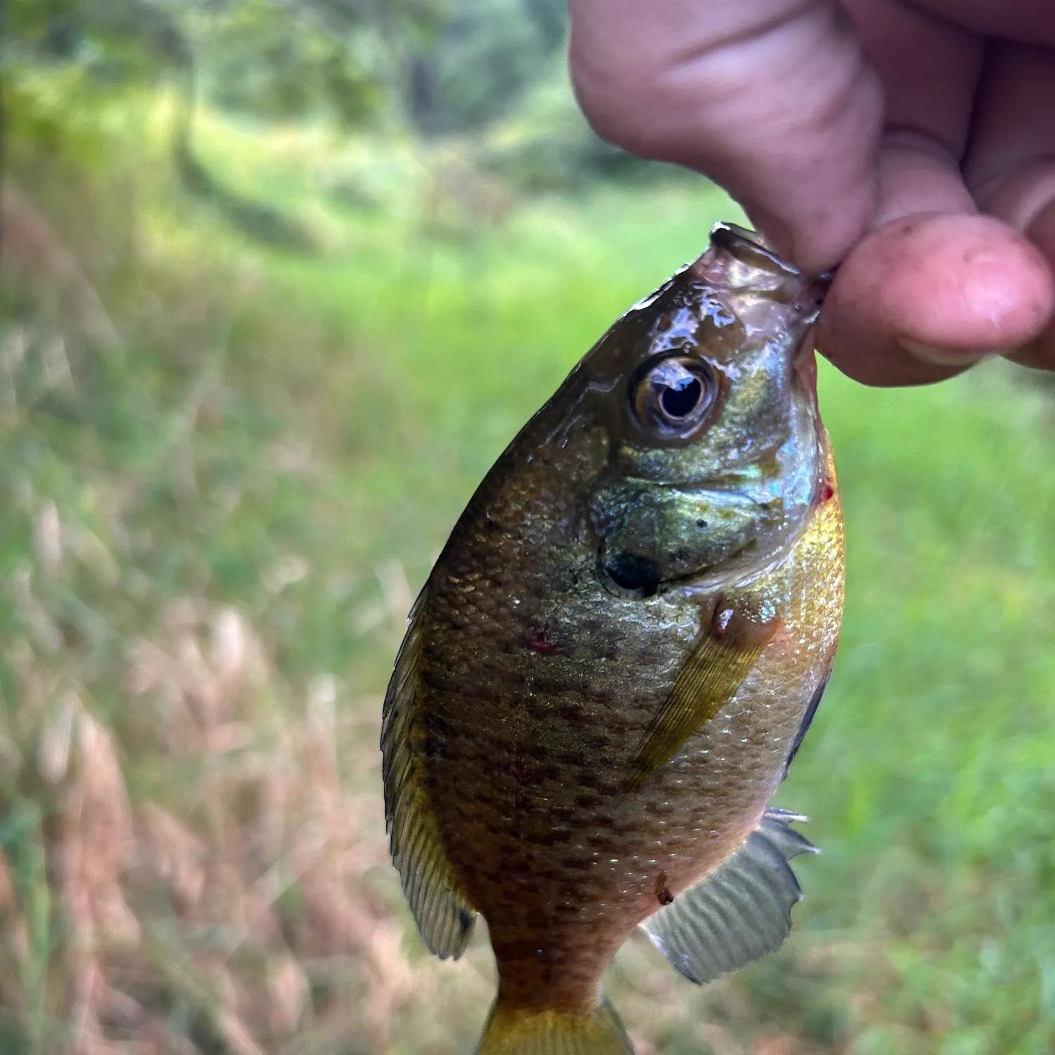 Bluegill caught on Fishbrain