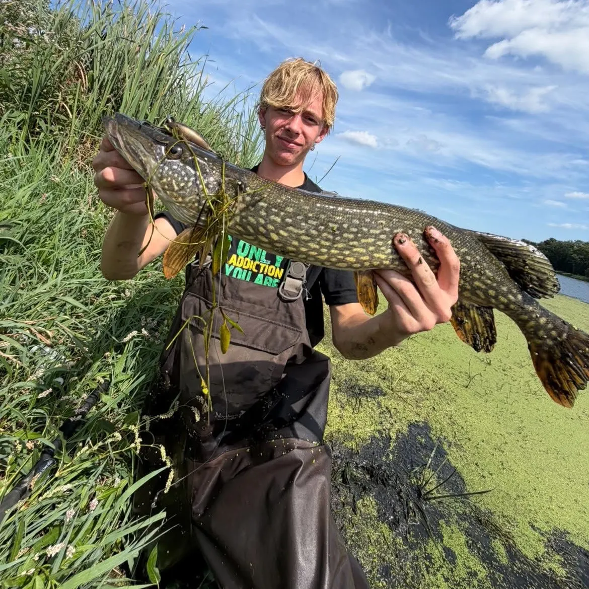 Northern pike caught on Fishbrain