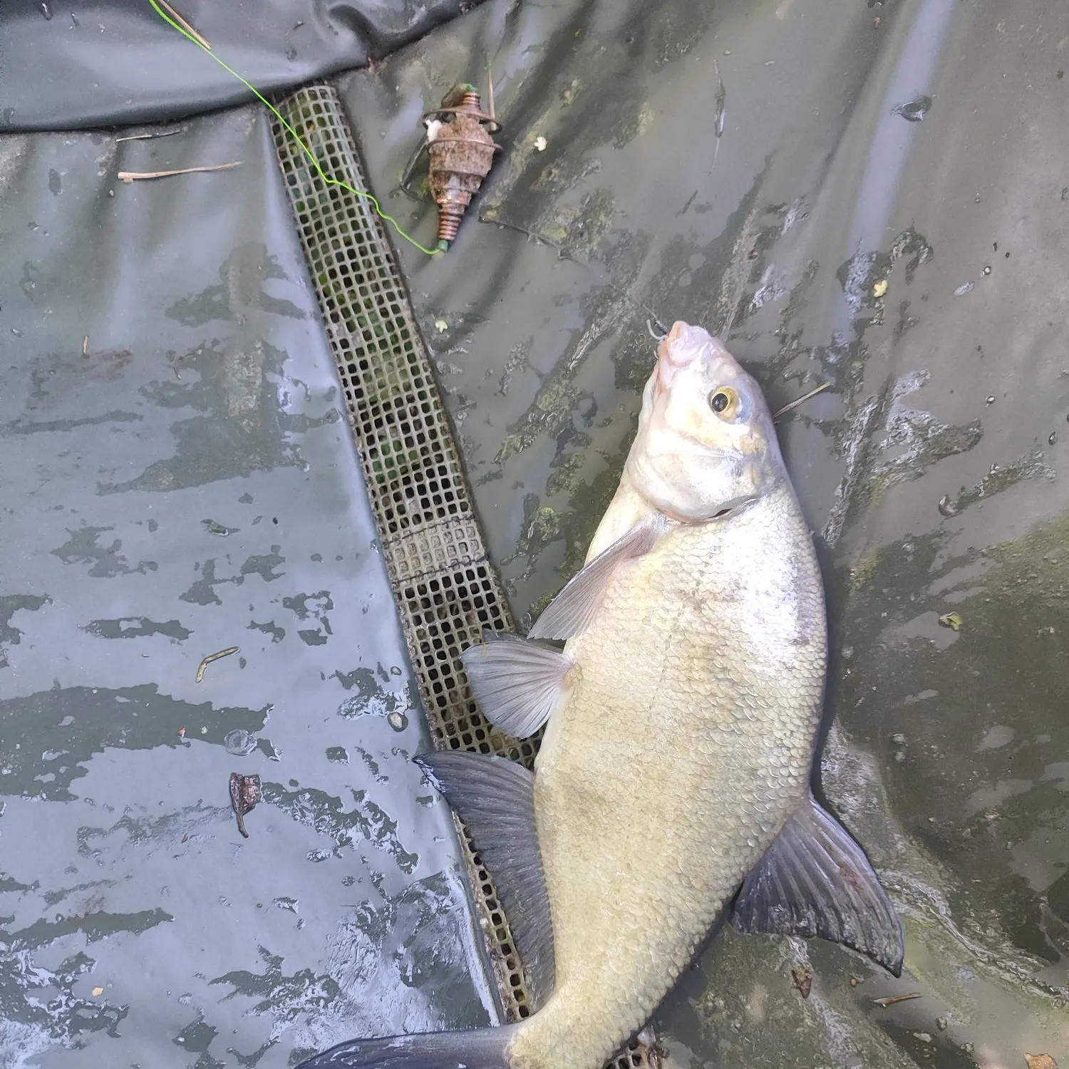 The most recent Common bream catches on Fishbrain