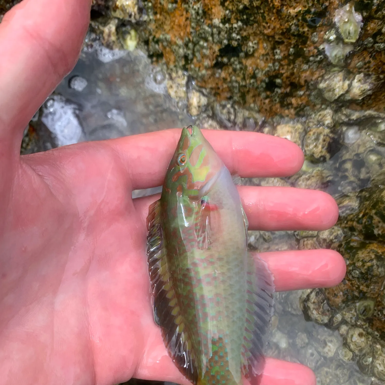 The most recent Slippery dick wrasse catches on Fishbrain