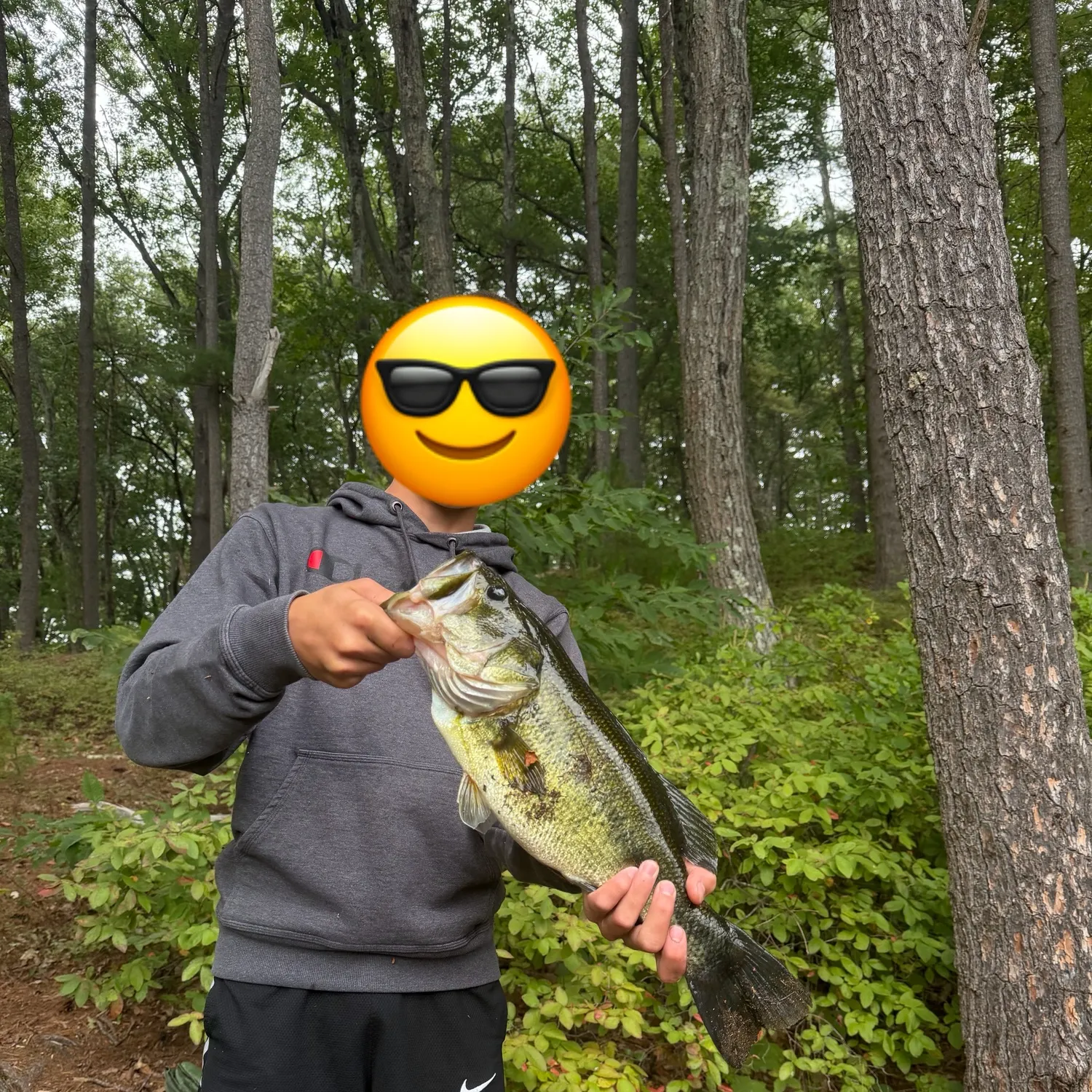 Largemouth bass caught on Fishbrain
