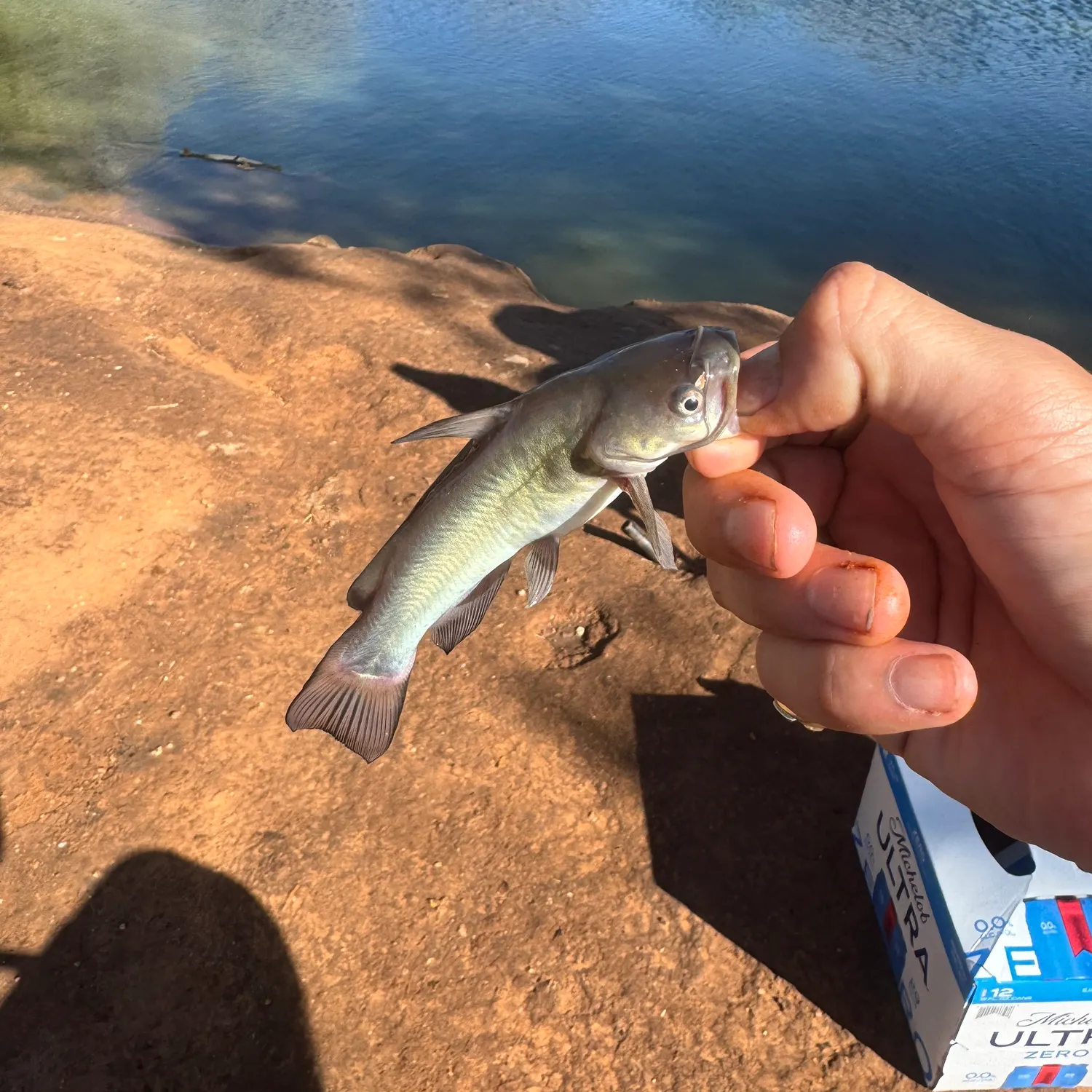 Black bullhead caught on Fishbrain