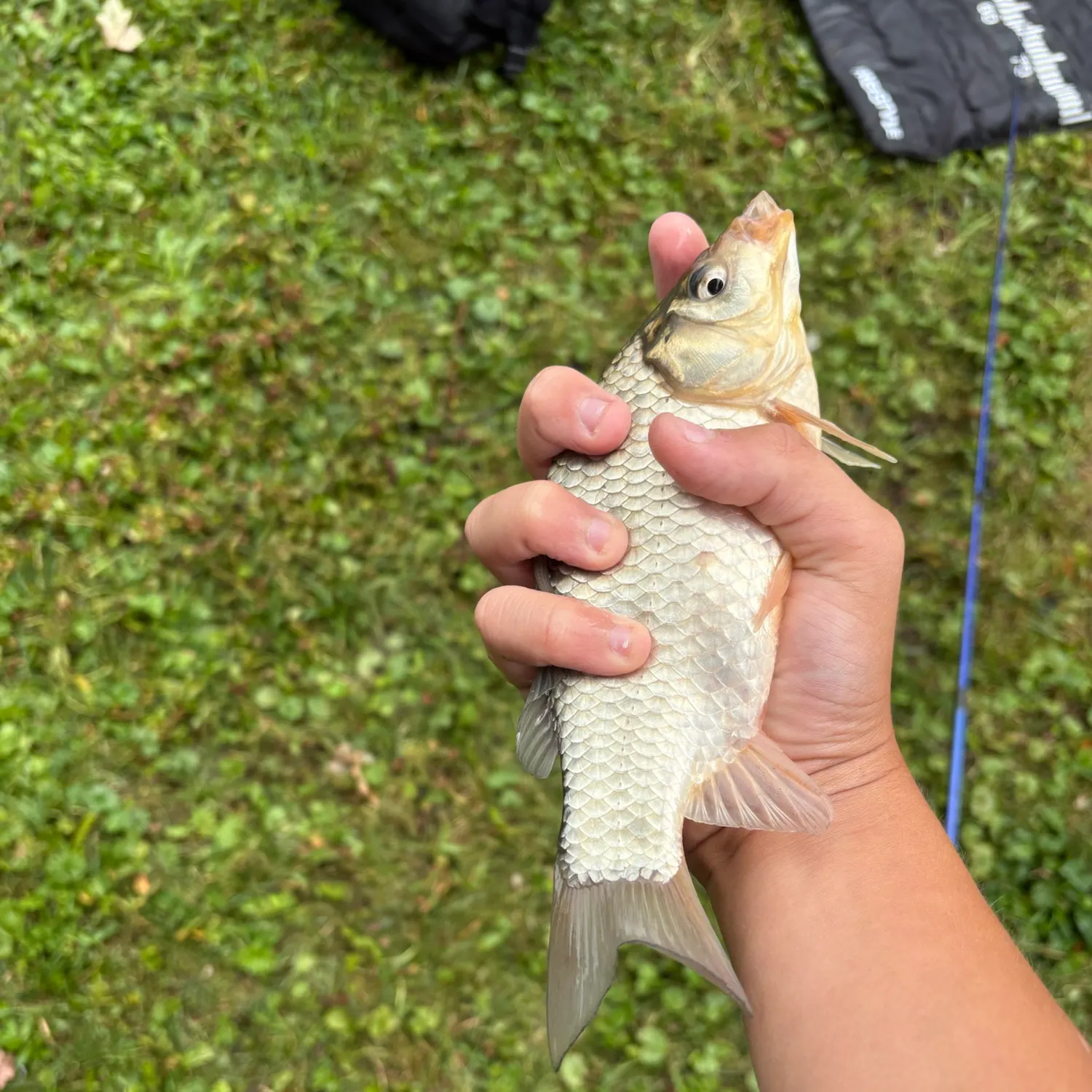 Prussian carp caught on Fishbrain