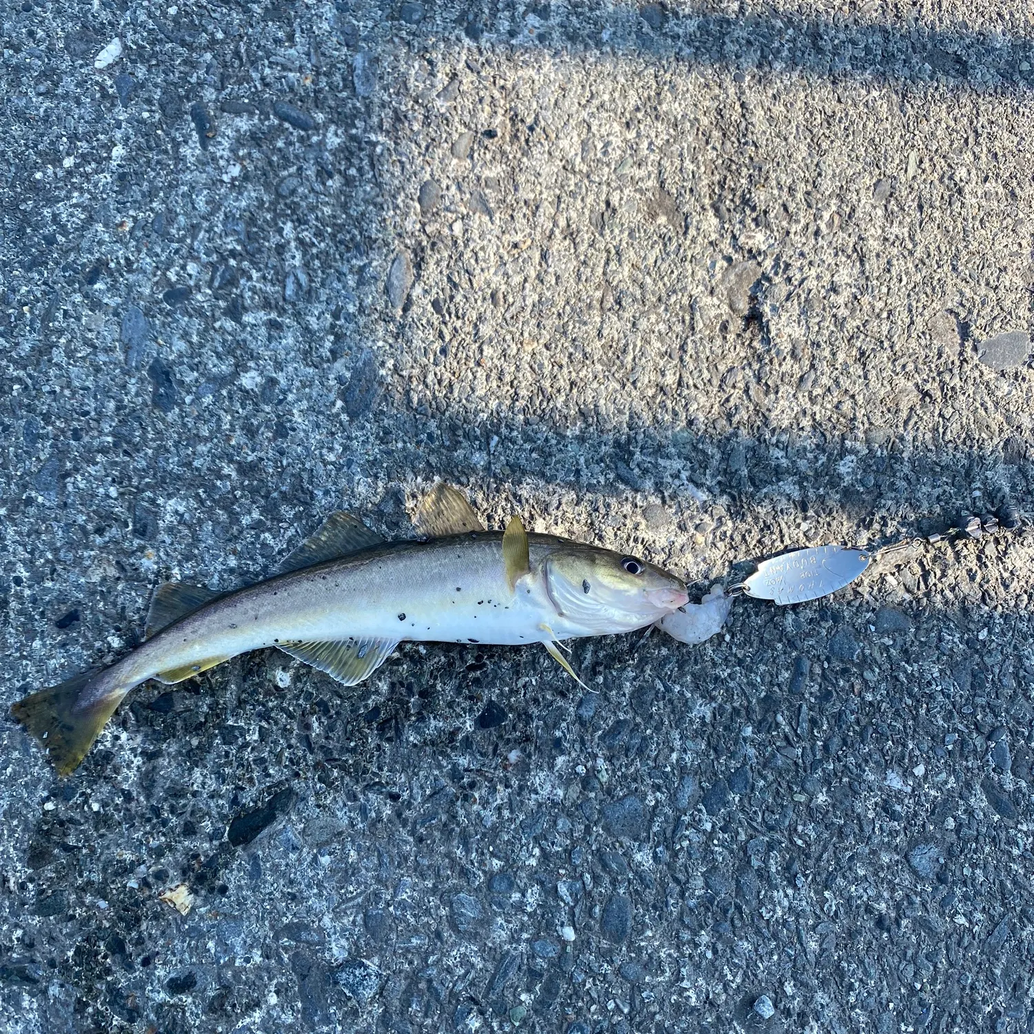 The most recent Pacific tomcod catches on Fishbrain