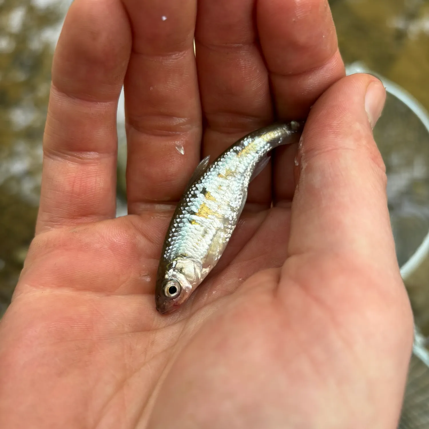 The most recent Striped shiner catches on Fishbrain