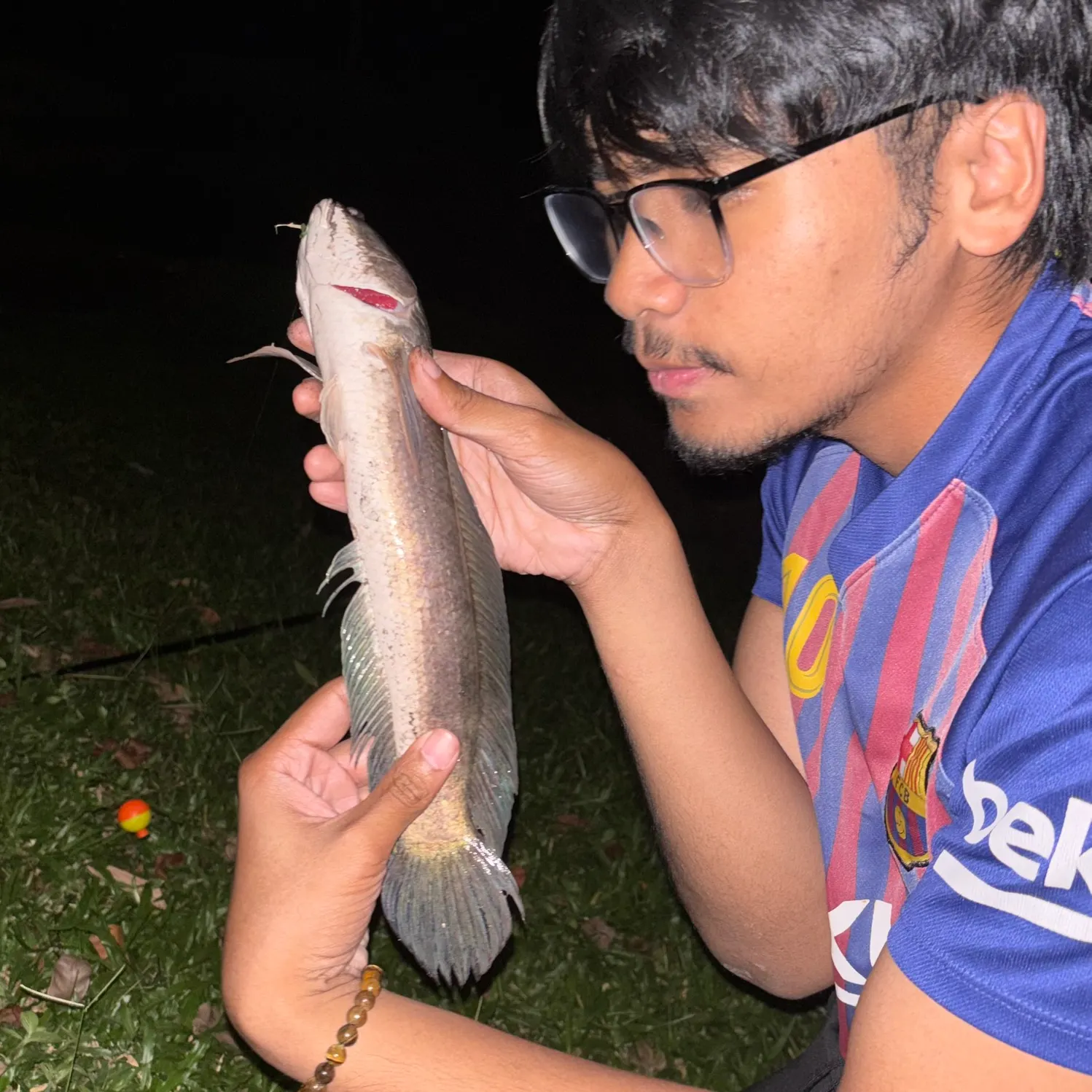 The most recent Striped snakehead catches on Fishbrain