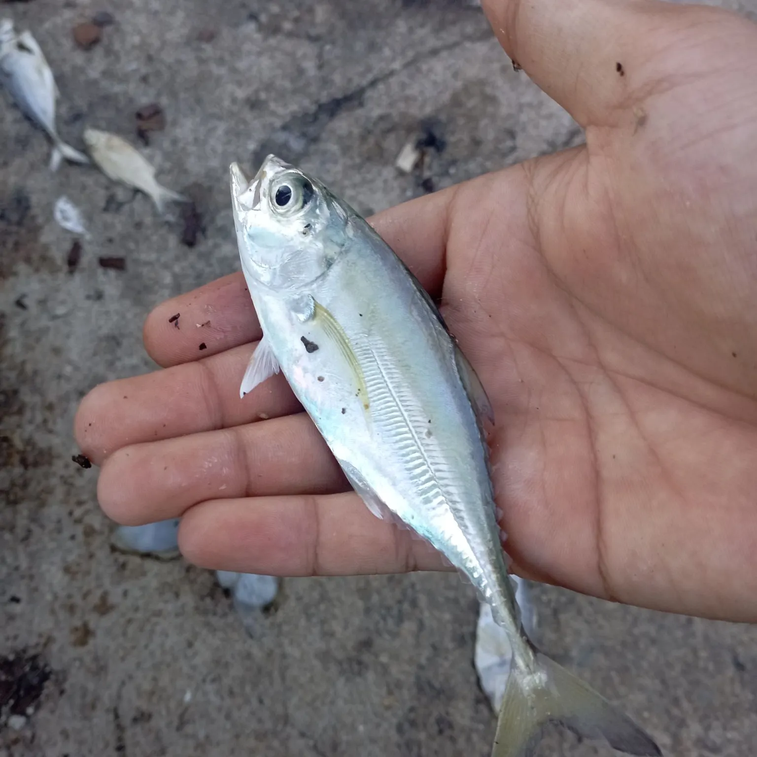 The most recent Yellowstripe scad catches on Fishbrain