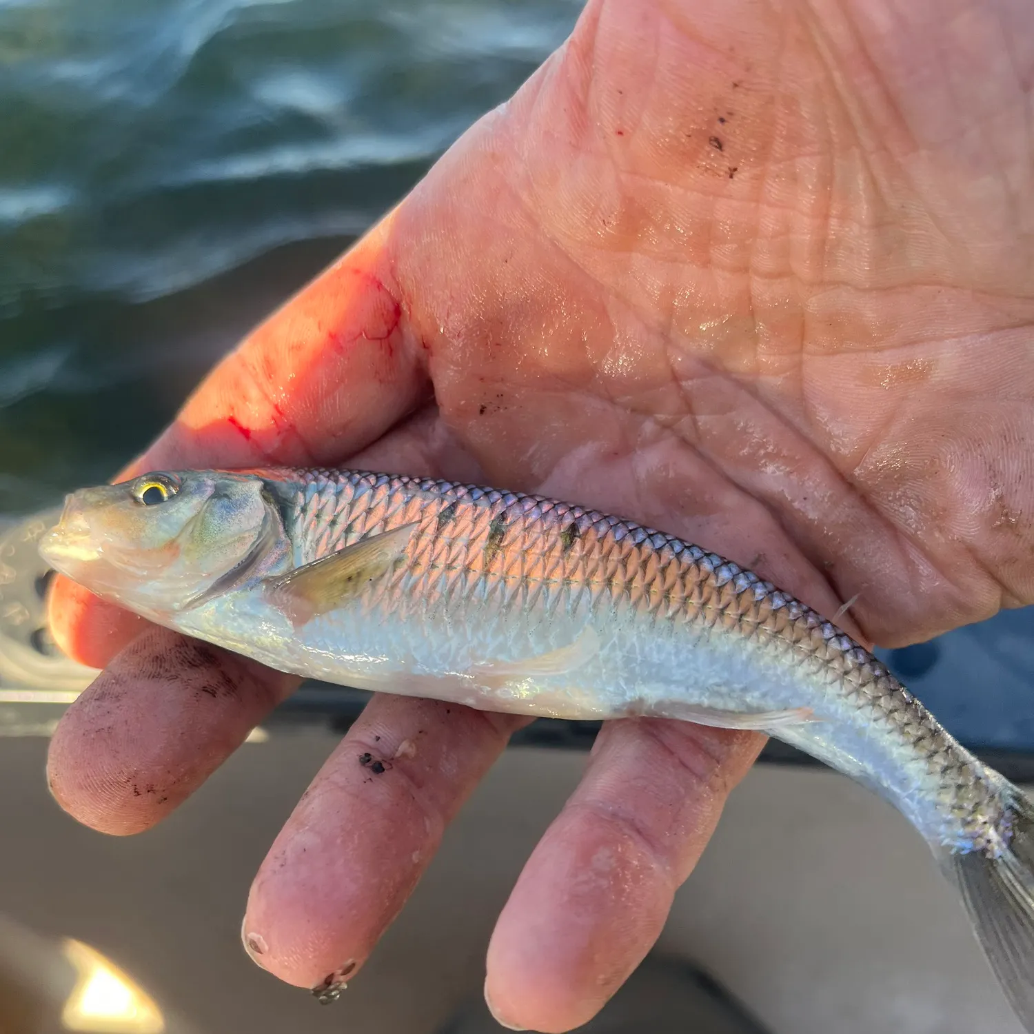 Common shiner caught on Fishbrain